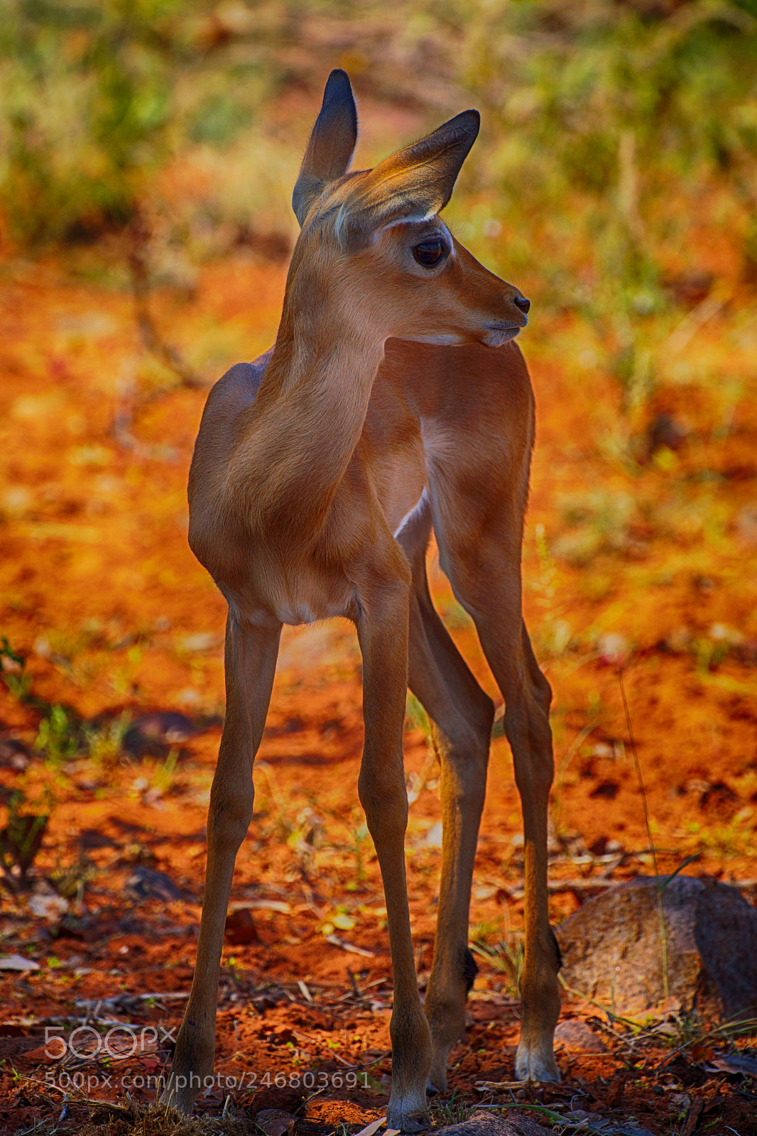 Sony SLT-A77 sample photo. Bambi photography