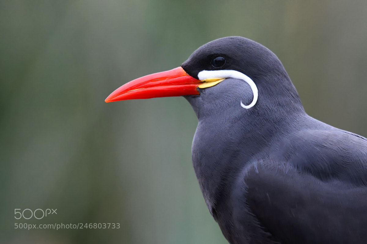 Nikon D850 sample photo. Inca tern photography