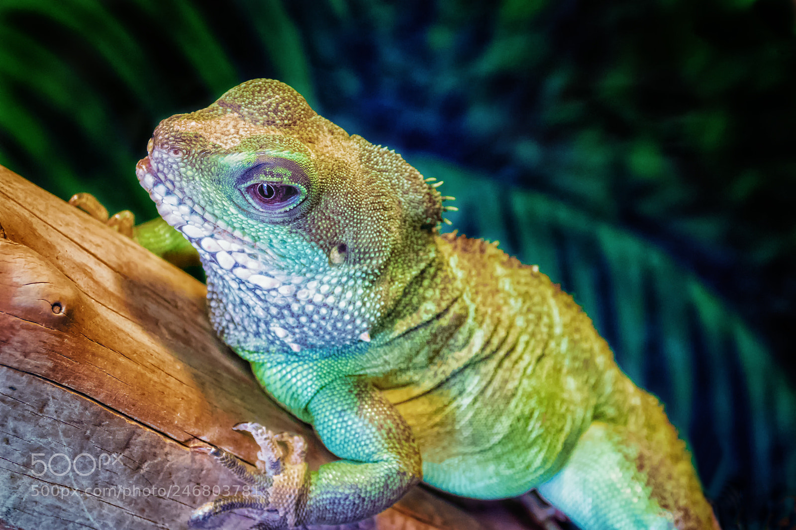 Canon EOS 7D Mark II sample photo. Iguana photography