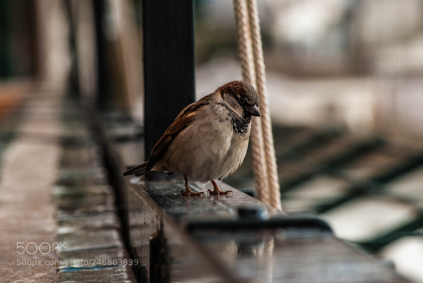 Nikon D3000 sample photo. Little friend photography