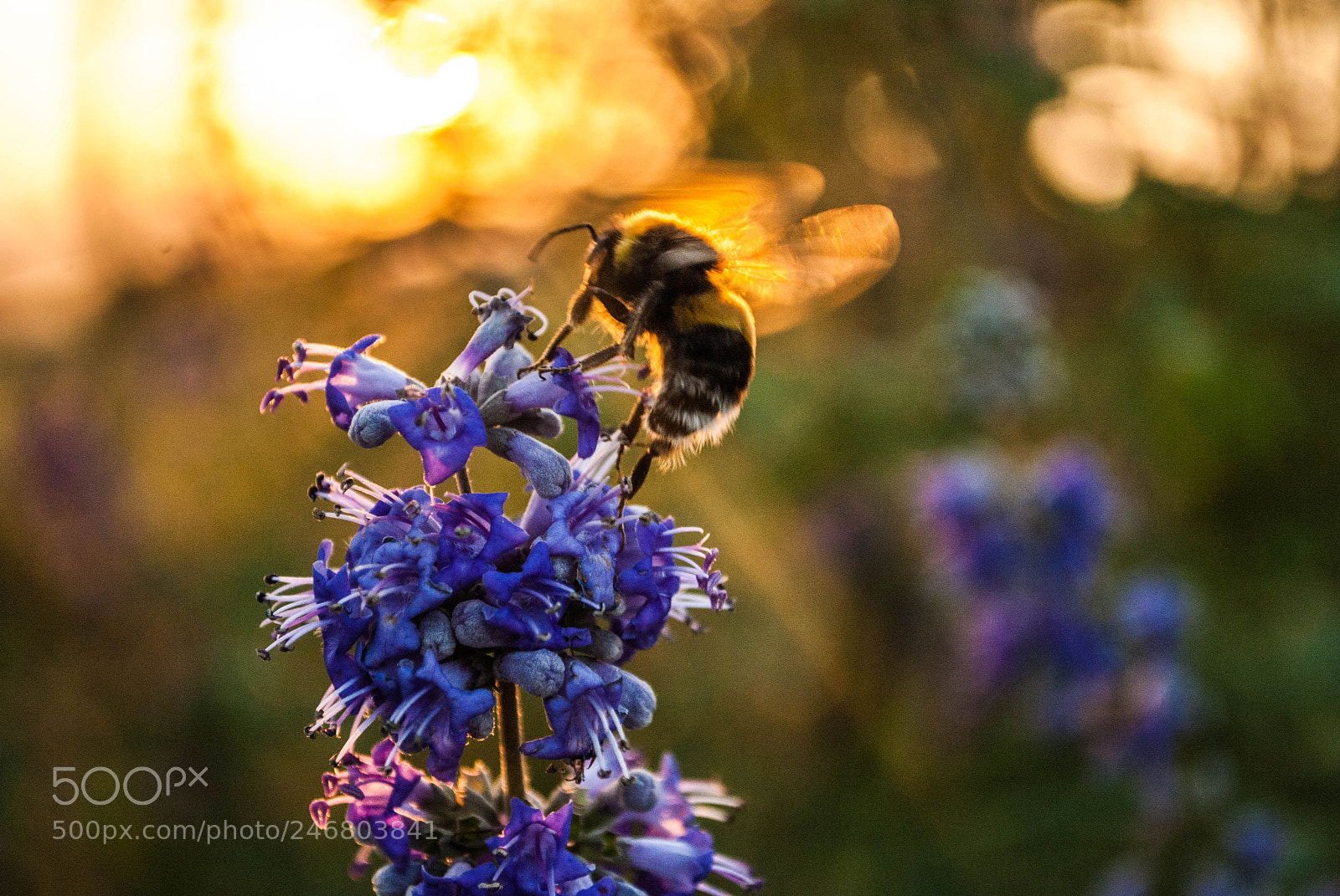 Nikon D3000 sample photo. The golden flight photography