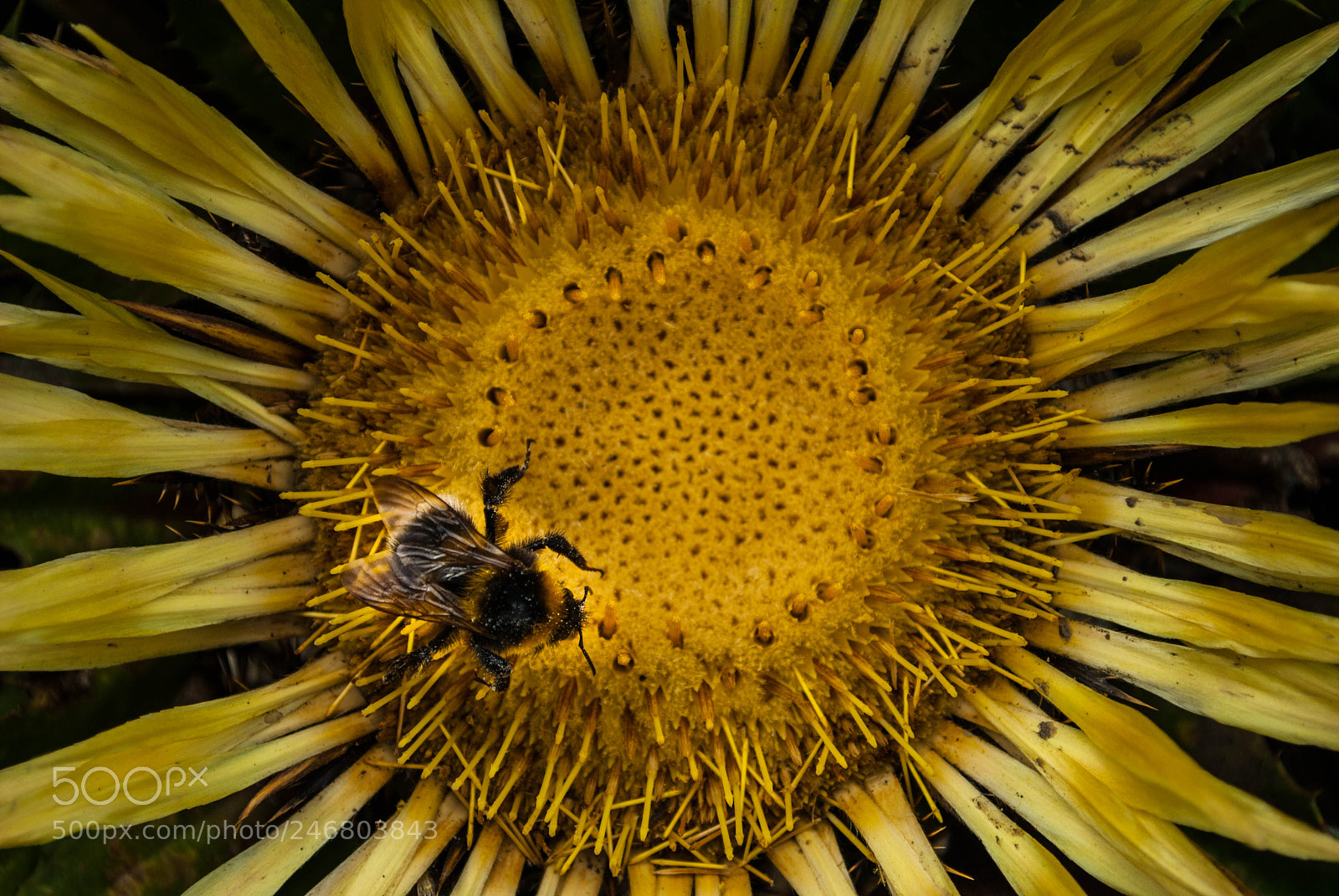 Nikon D3000 sample photo. Sunflower chasin' photography