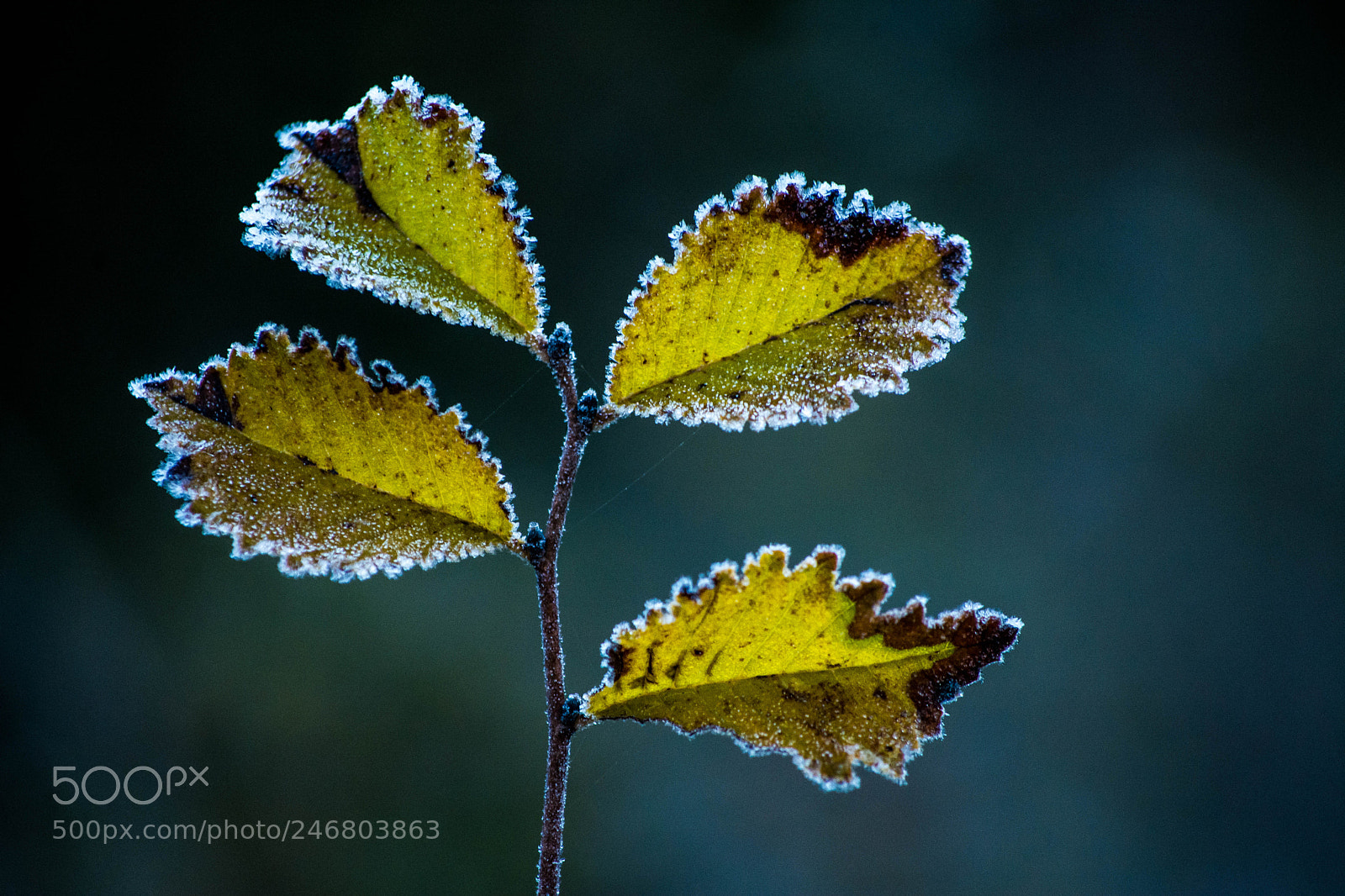Nikon D7100 sample photo. Frozen soul photography