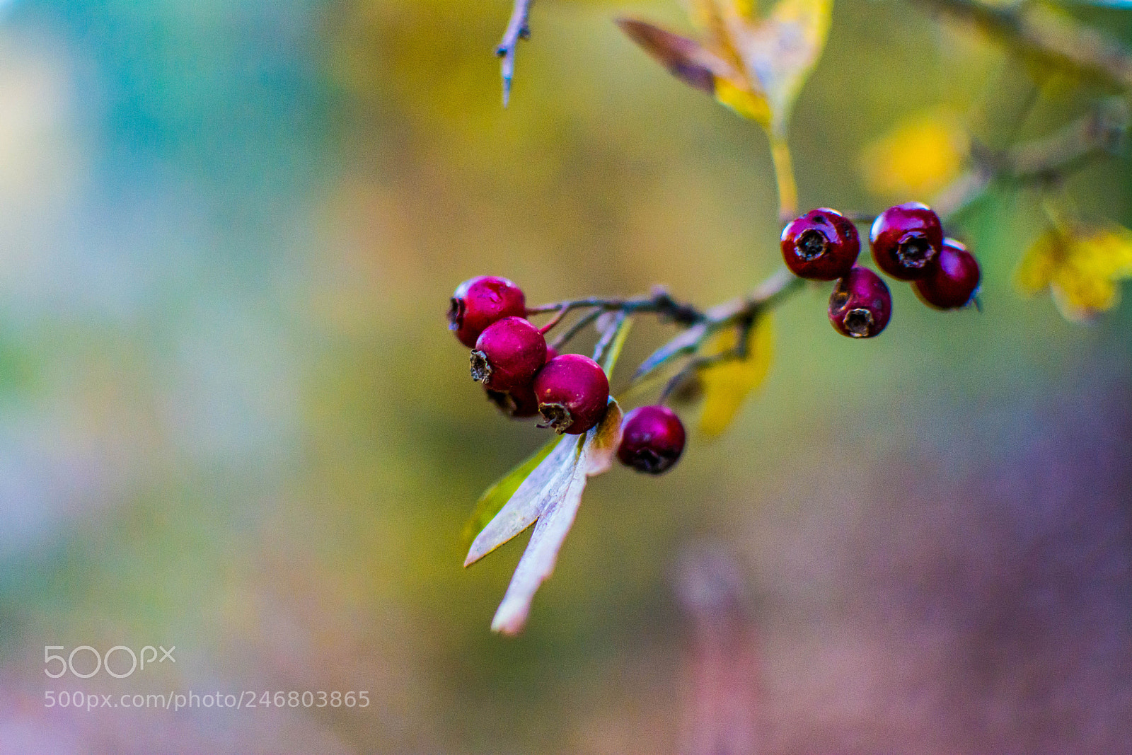 Nikon D7100 sample photo. Art of colors photography