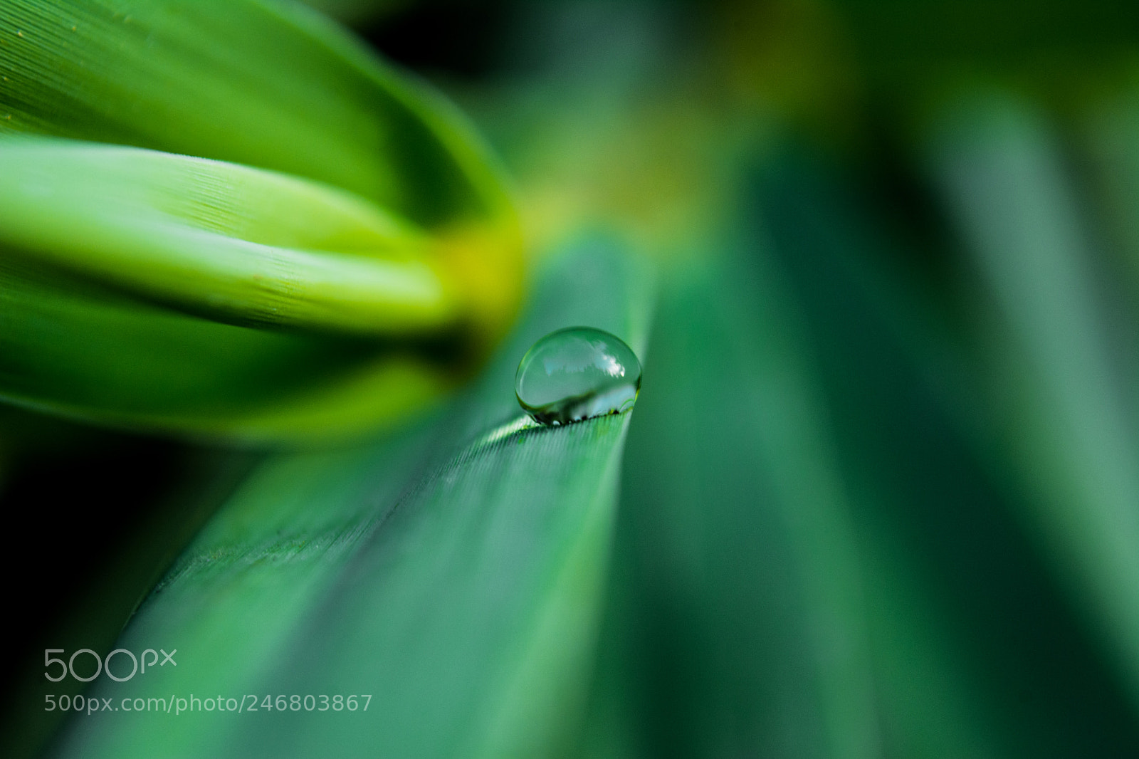 Nikon D7100 sample photo. The last stand photography