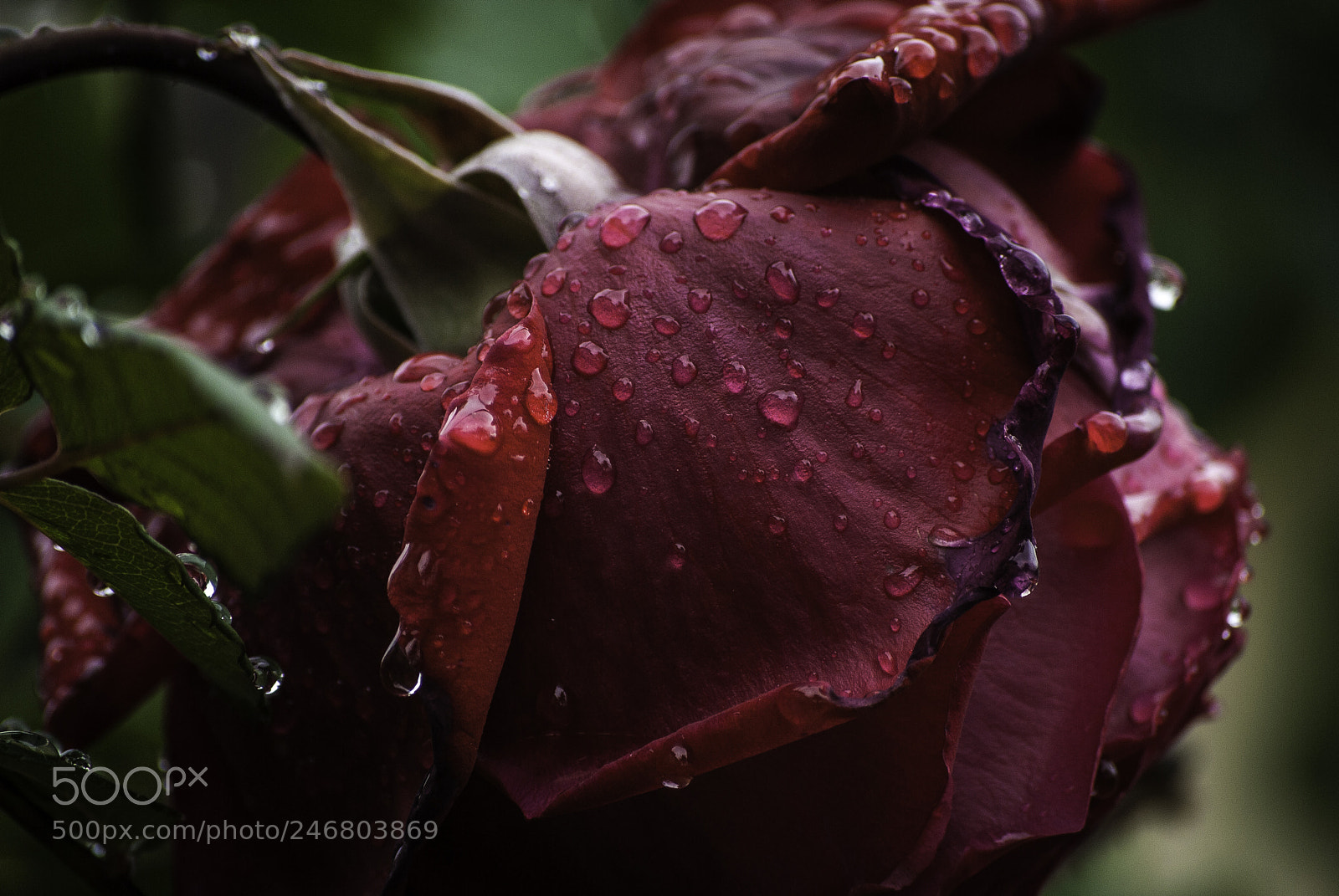 Nikon D3000 sample photo. When nature cries (2) photography