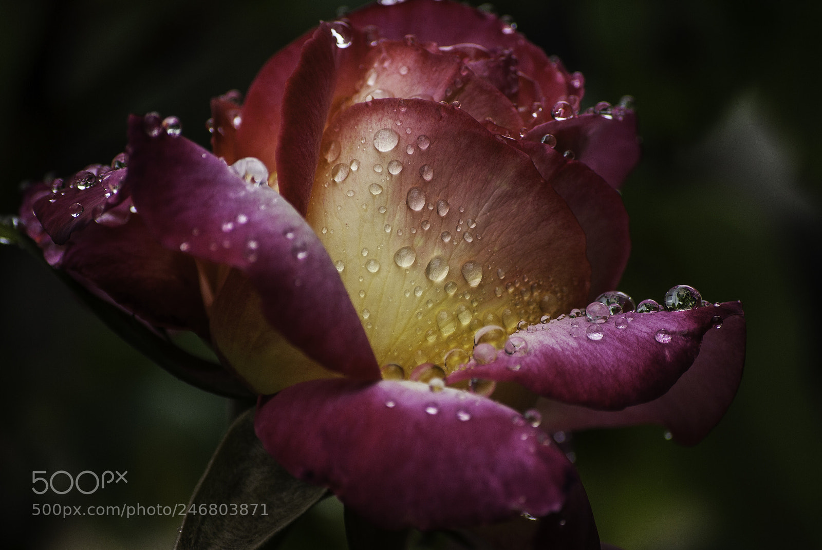 Nikon D3000 sample photo. When nature cries photography