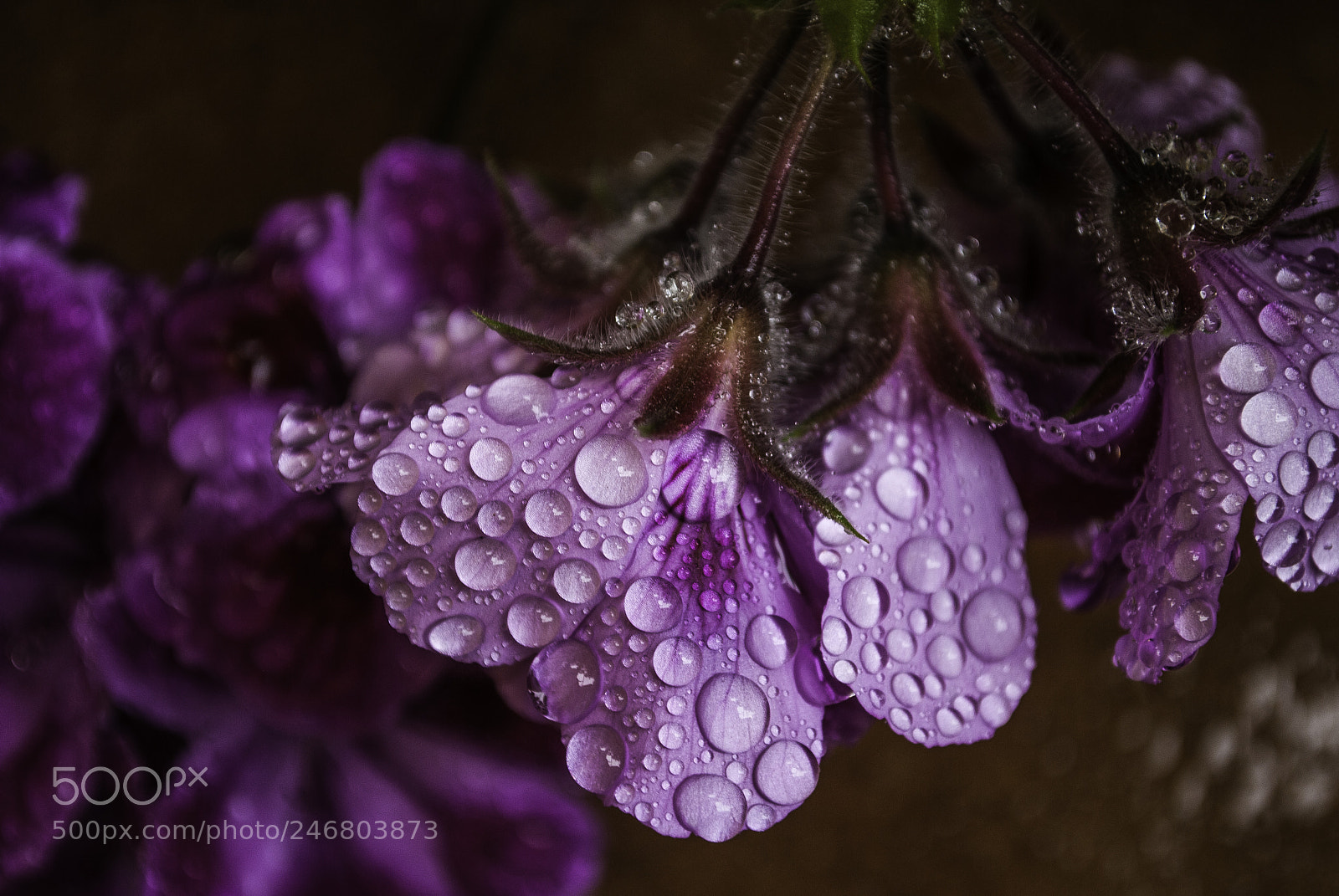 Nikon D3000 sample photo. When nature cries (3) photography