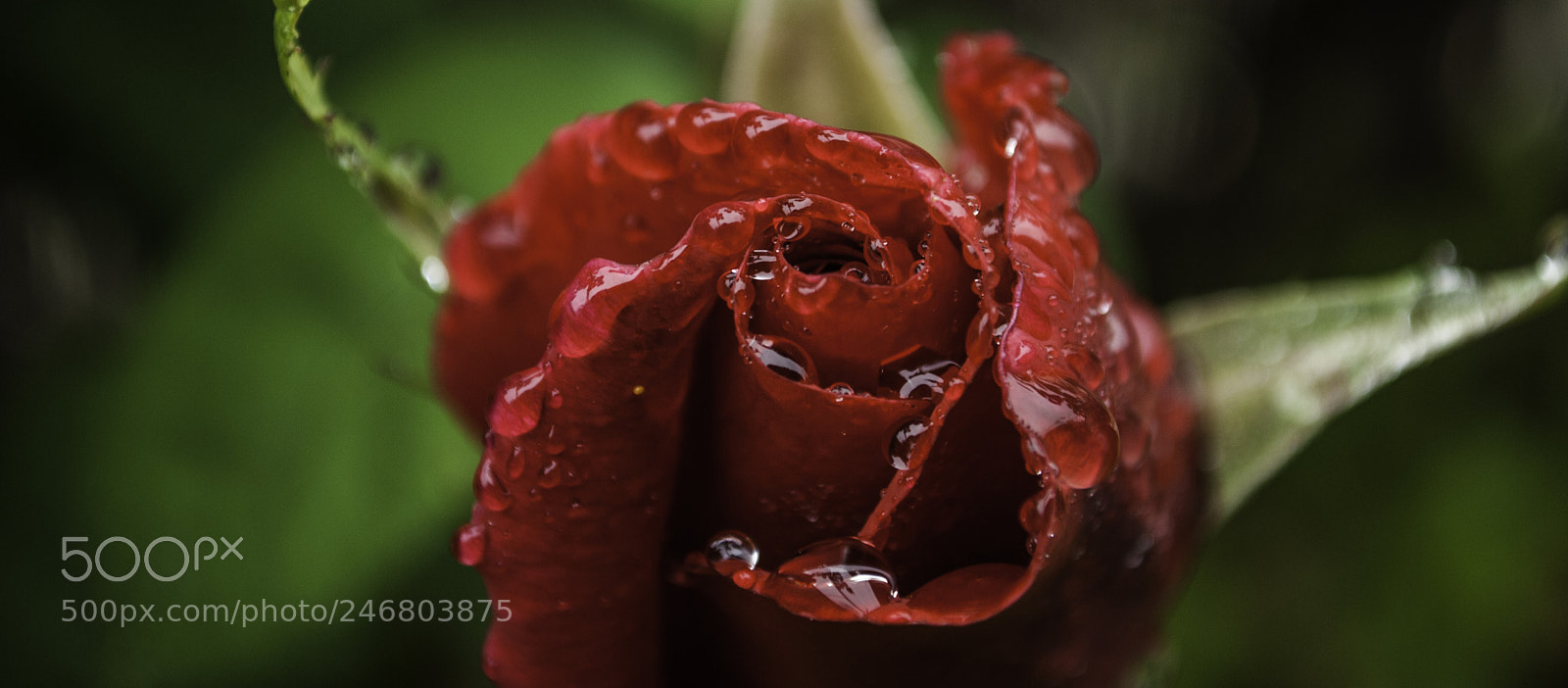 Nikon D3000 sample photo. When nature cries (4) photography