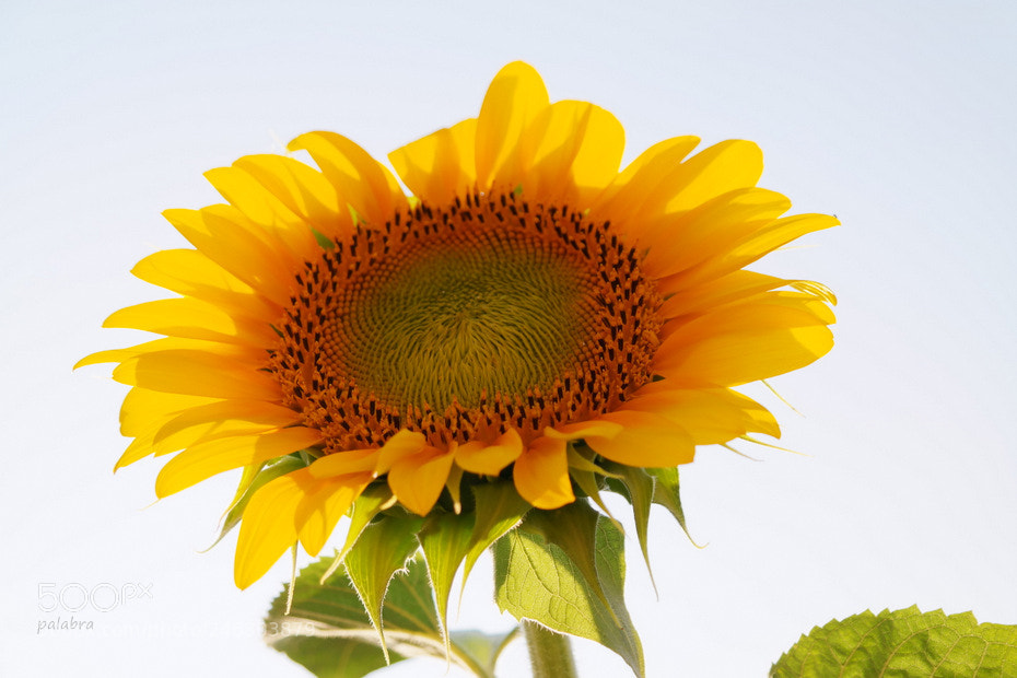 Samsung NX30 sample photo. ... photography