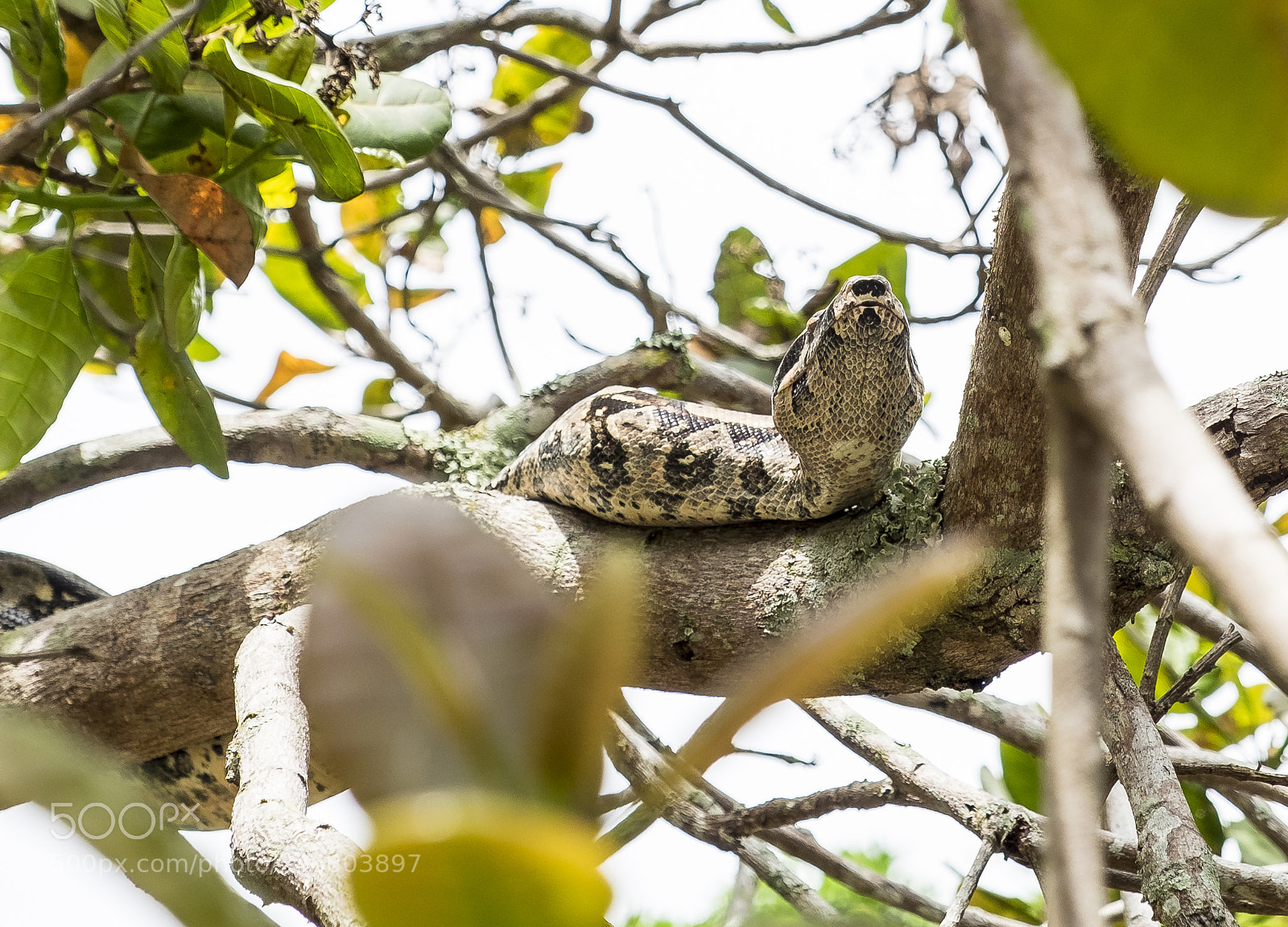 Fujifilm X-T1 sample photo. Boa constrictor photography