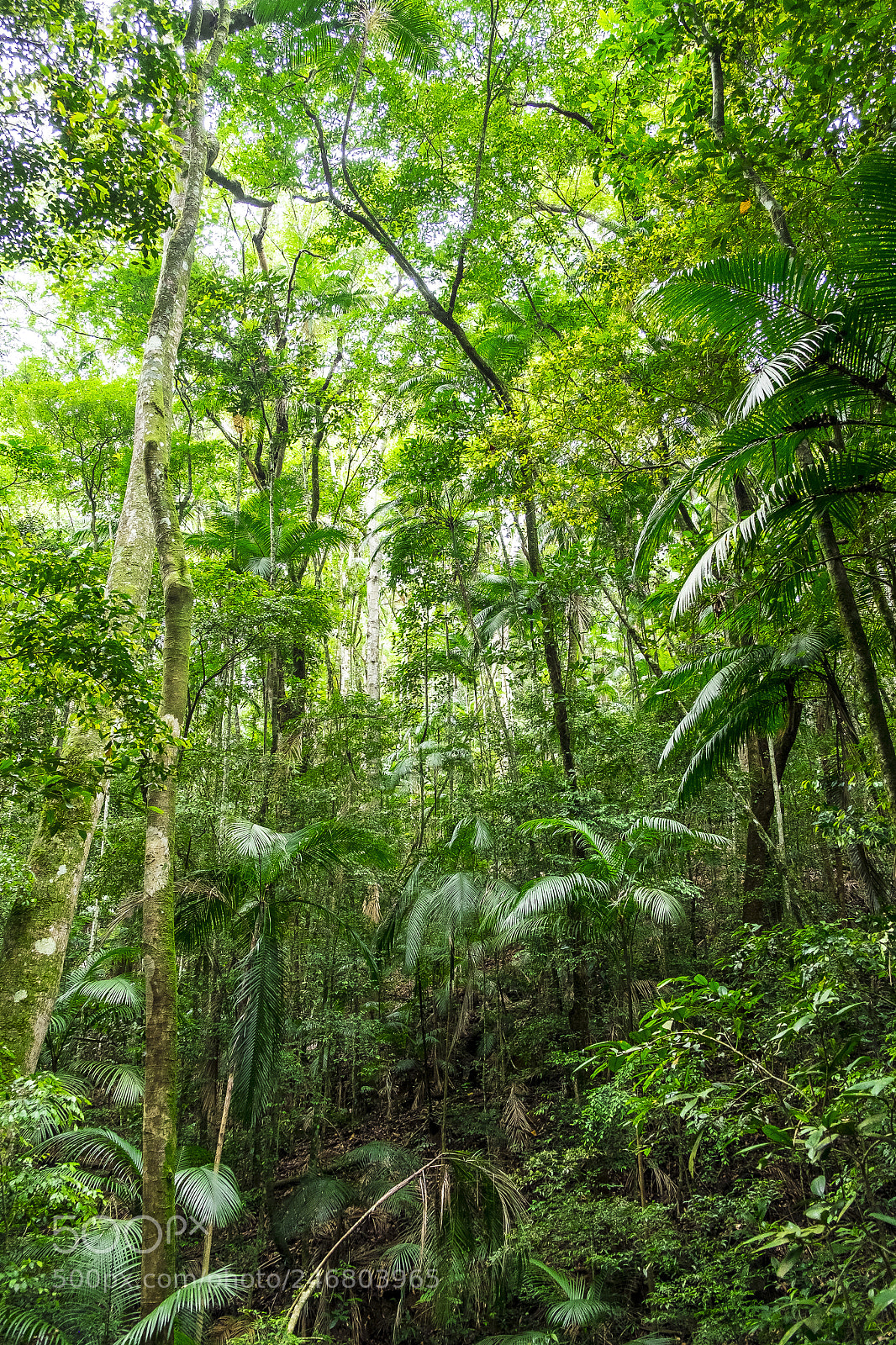 Fujifilm X-T1 sample photo. Lost in the jungle photography