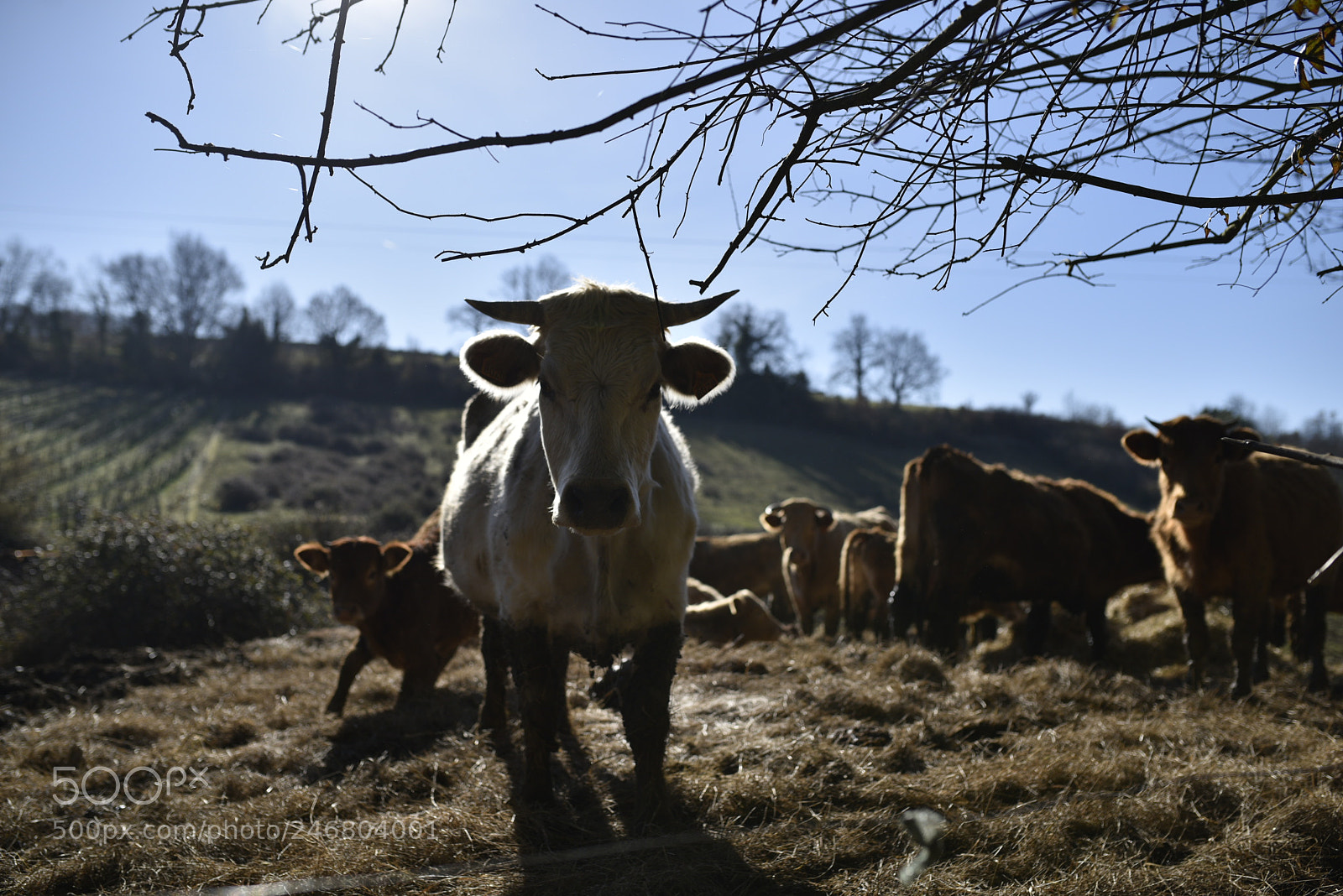 Sigma 35mm F1.4 DG HSM Art sample photo. Dsc photography