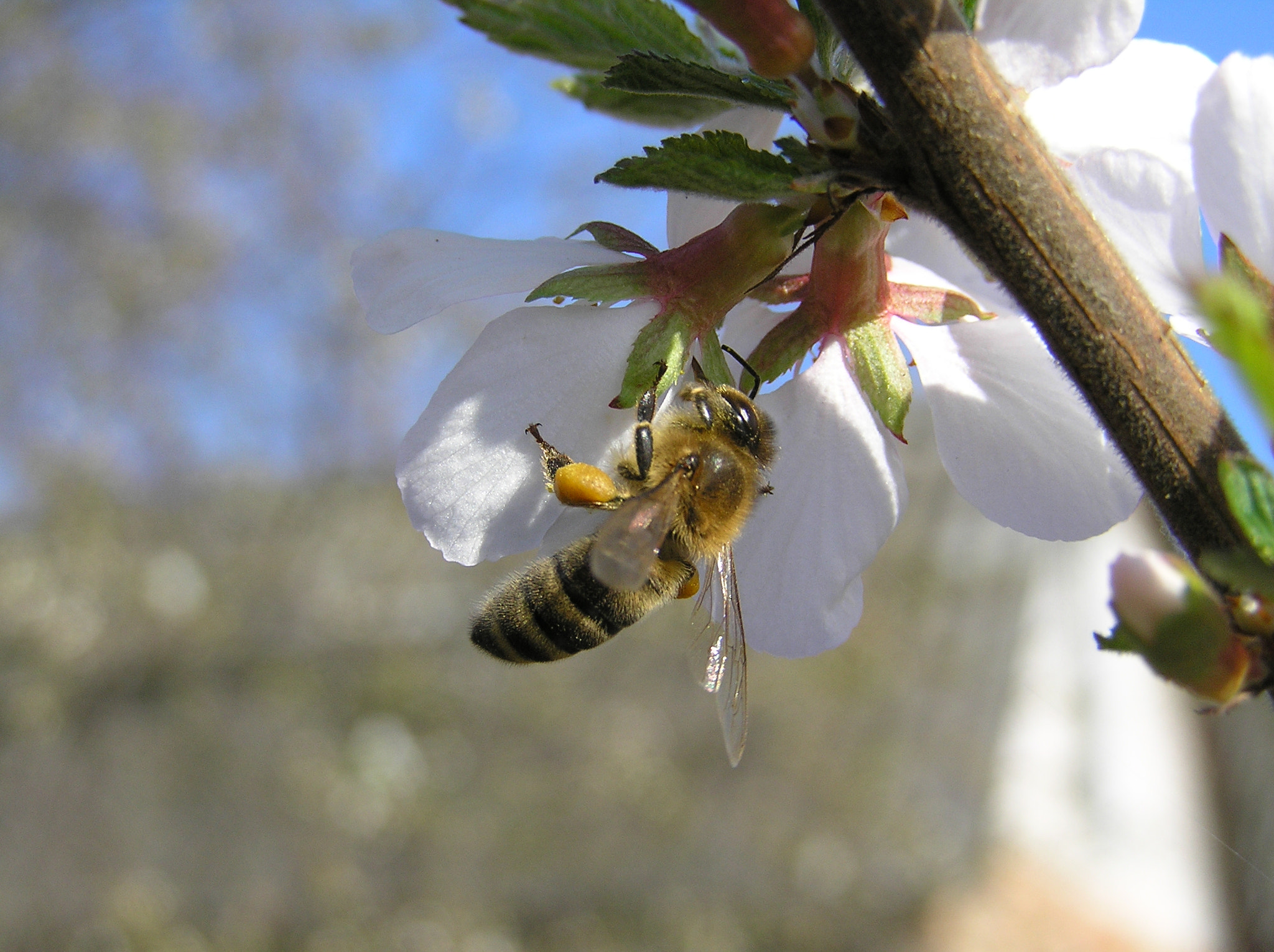 Olympus C765UZ sample photo. Bee on flower photography