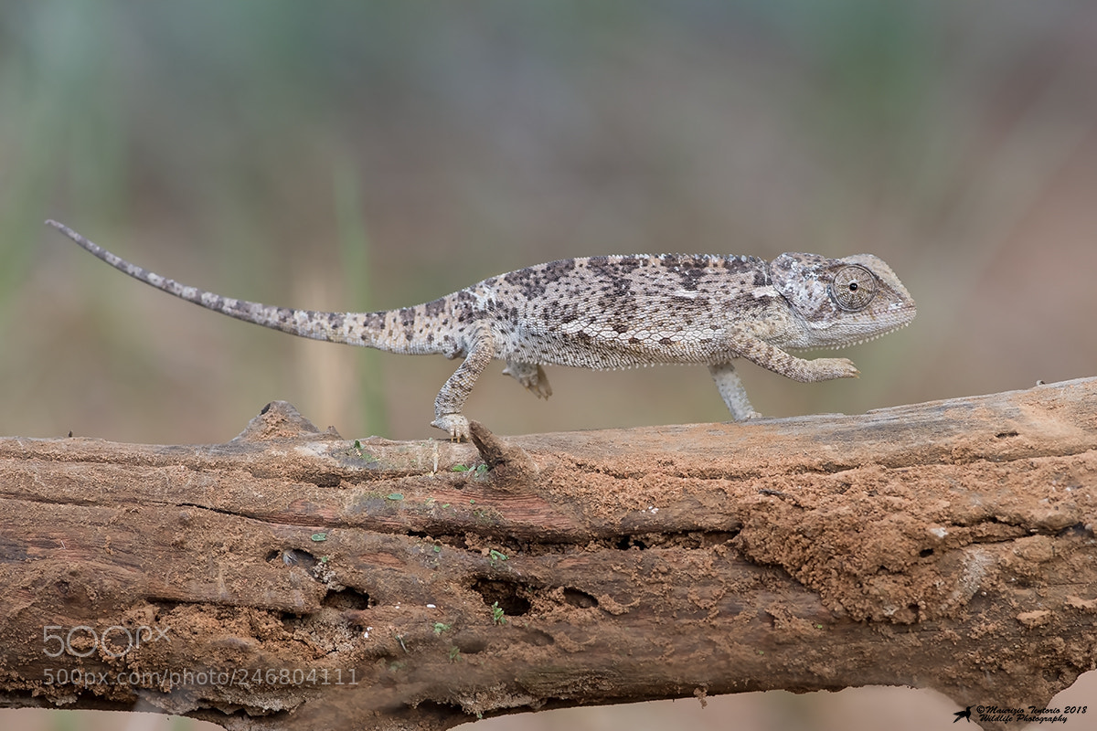 Nikon D5 sample photo. Camaleonte chamaeleonidae photography