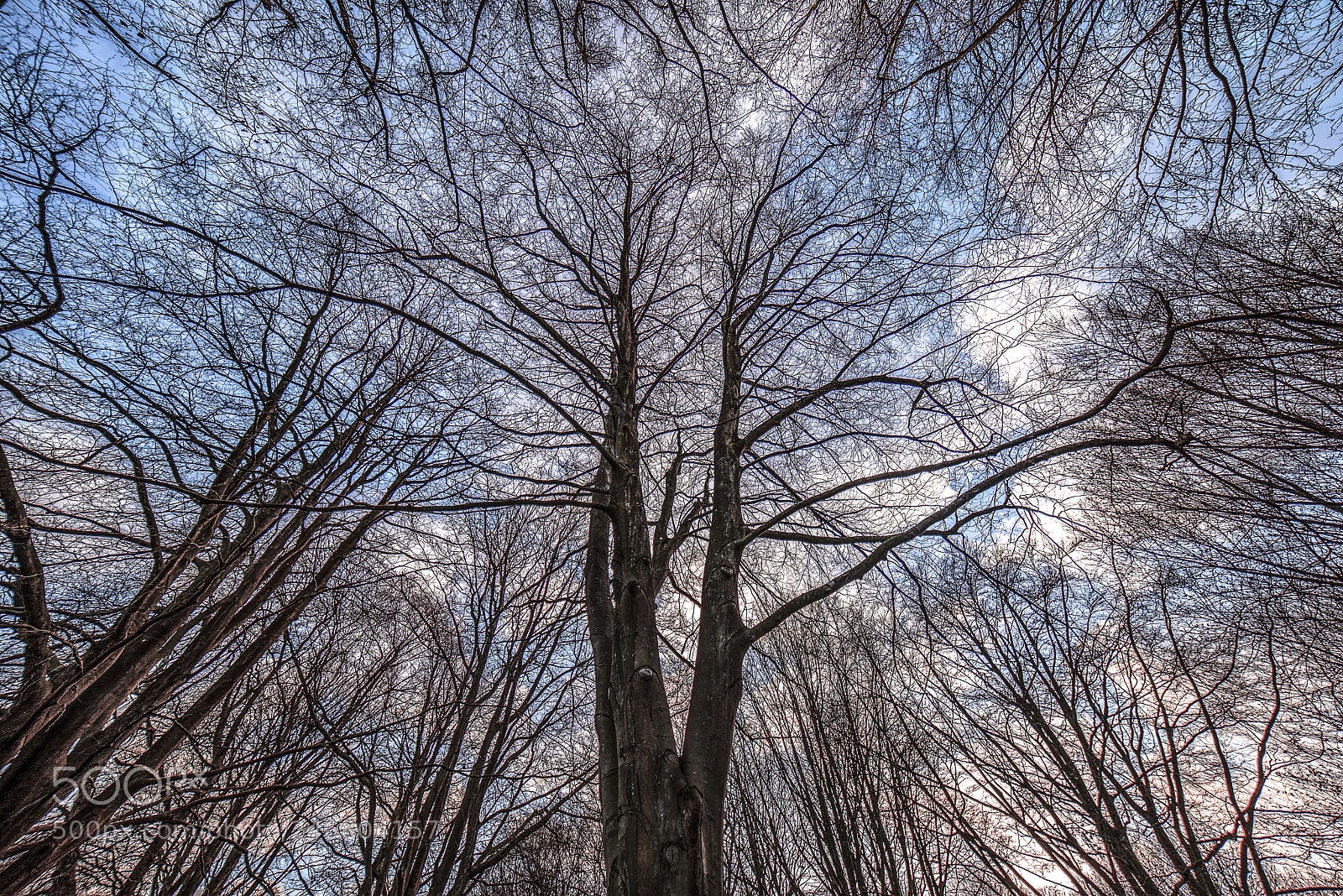 Nikon D610 sample photo. The tree s of photography