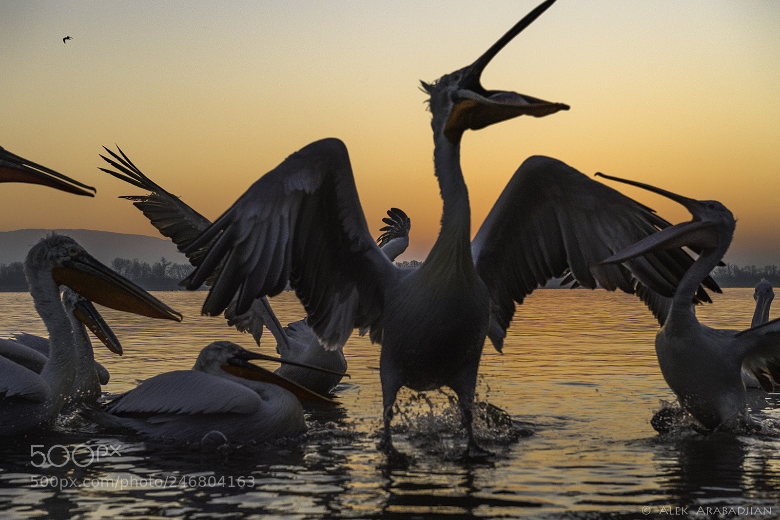 Nikon D5 sample photo. Sunrise breakfast photography