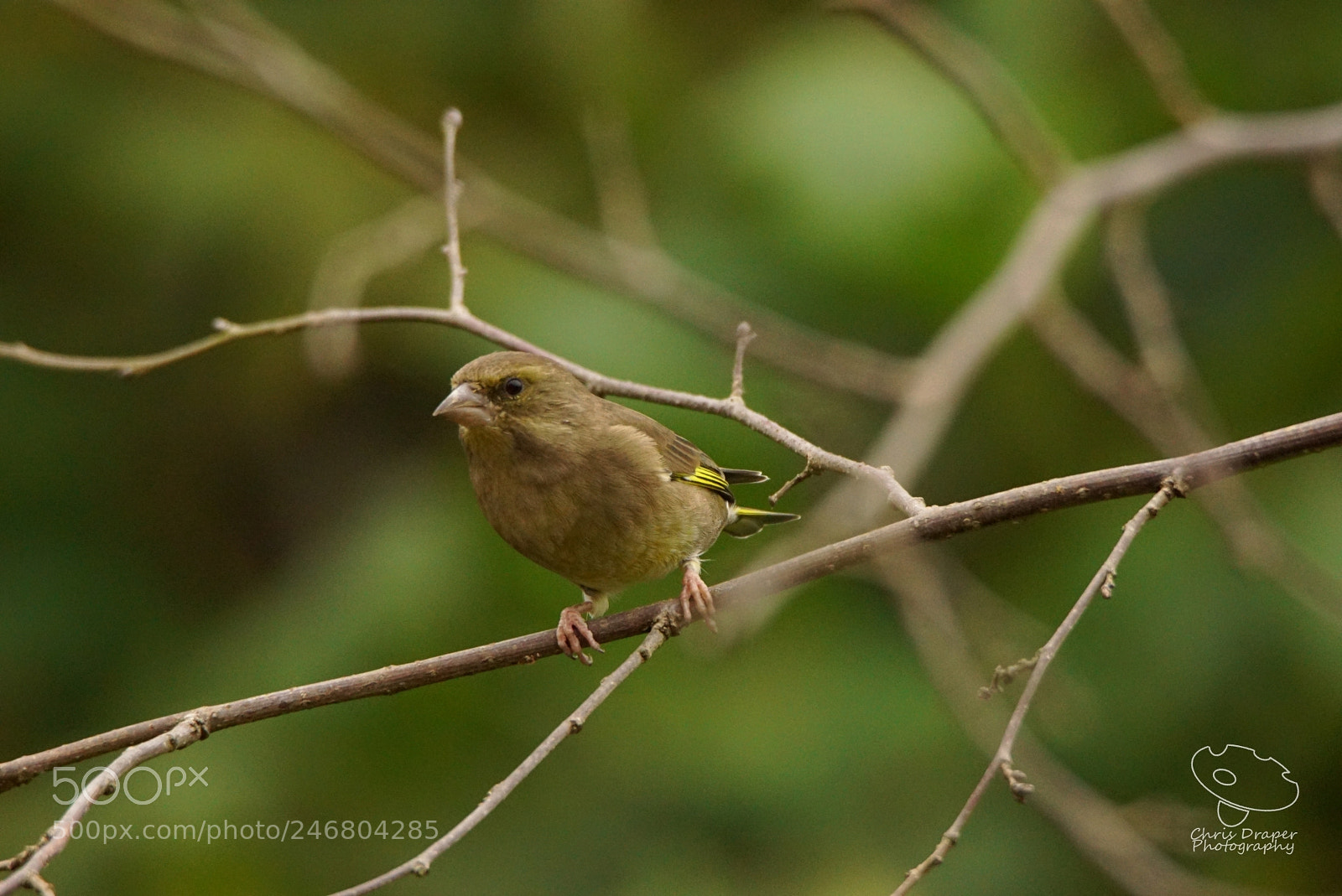 Sony ILCA-77M2 sample photo. Back garden greenfinch  photography