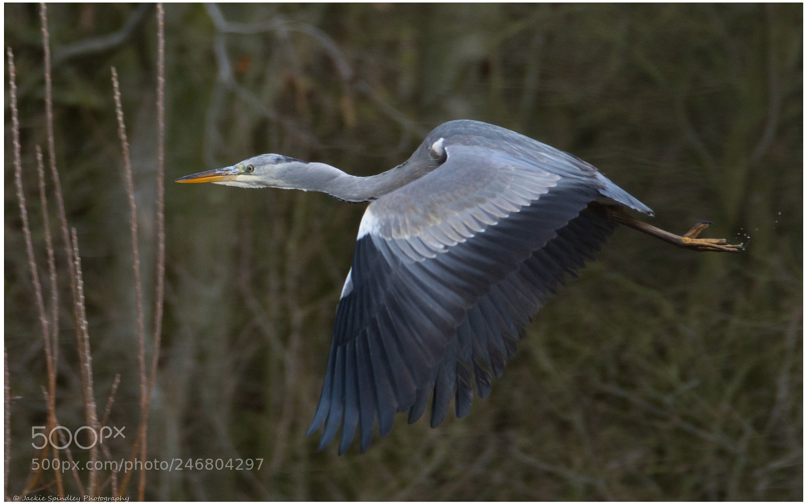 Canon EOS 7D Mark II sample photo. Grey heron photography