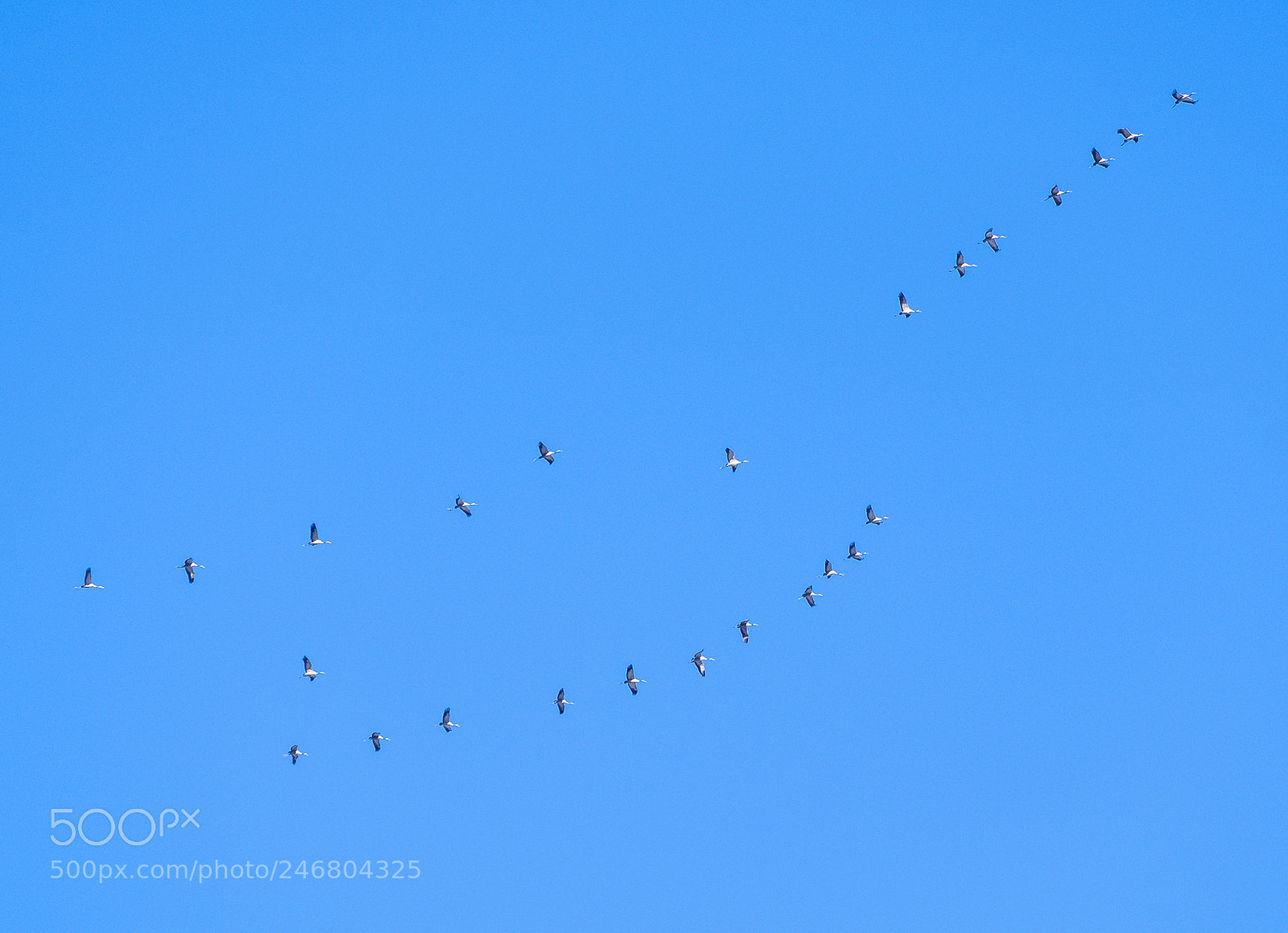Fujifilm X-T1 sample photo. Like a bird photography