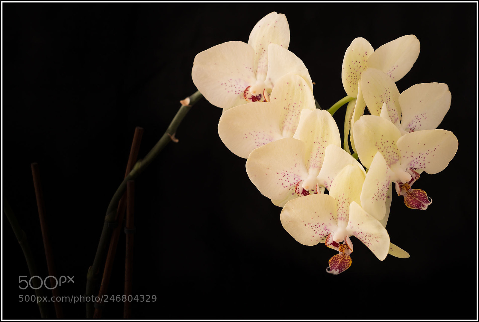 Nikon D800 sample photo. -- orhid -- photography