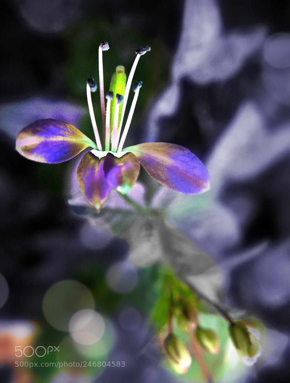 Apple iPhone 4S sample photo. Wild flowers photography