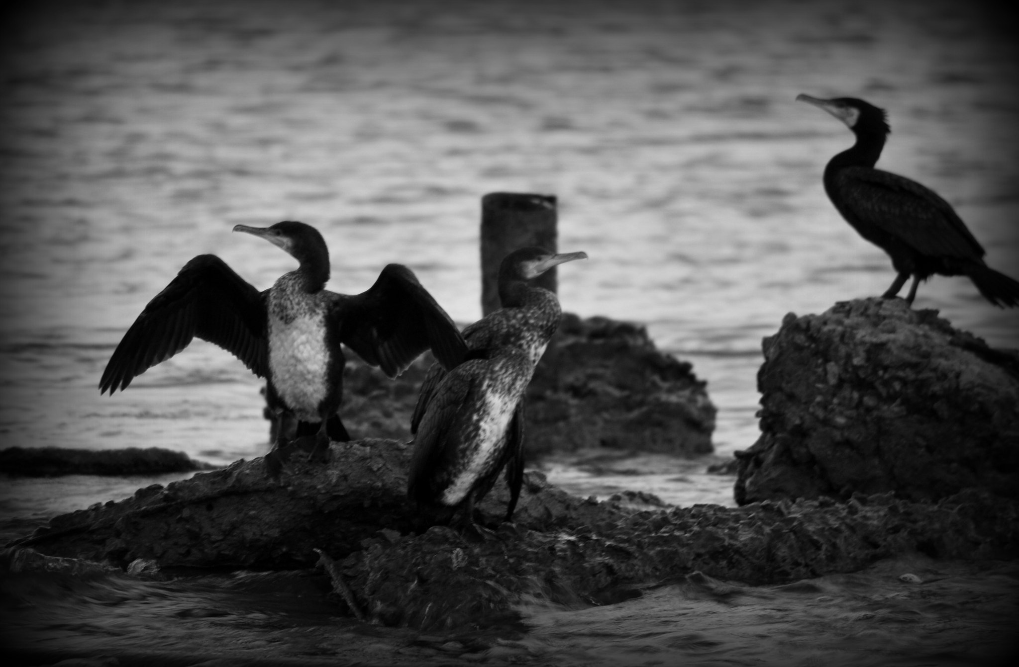 Nikon D60 sample photo. Great cormorants photography