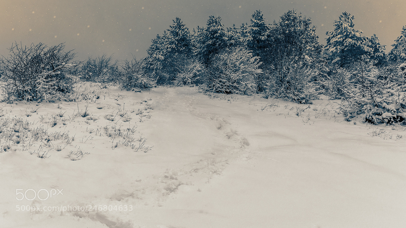 Nikon D7200 sample photo. My winter feeling photography