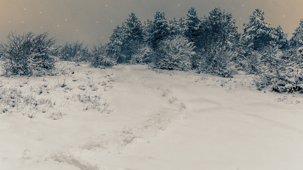 My winter feeling by Milen Mladenov on 500px.com