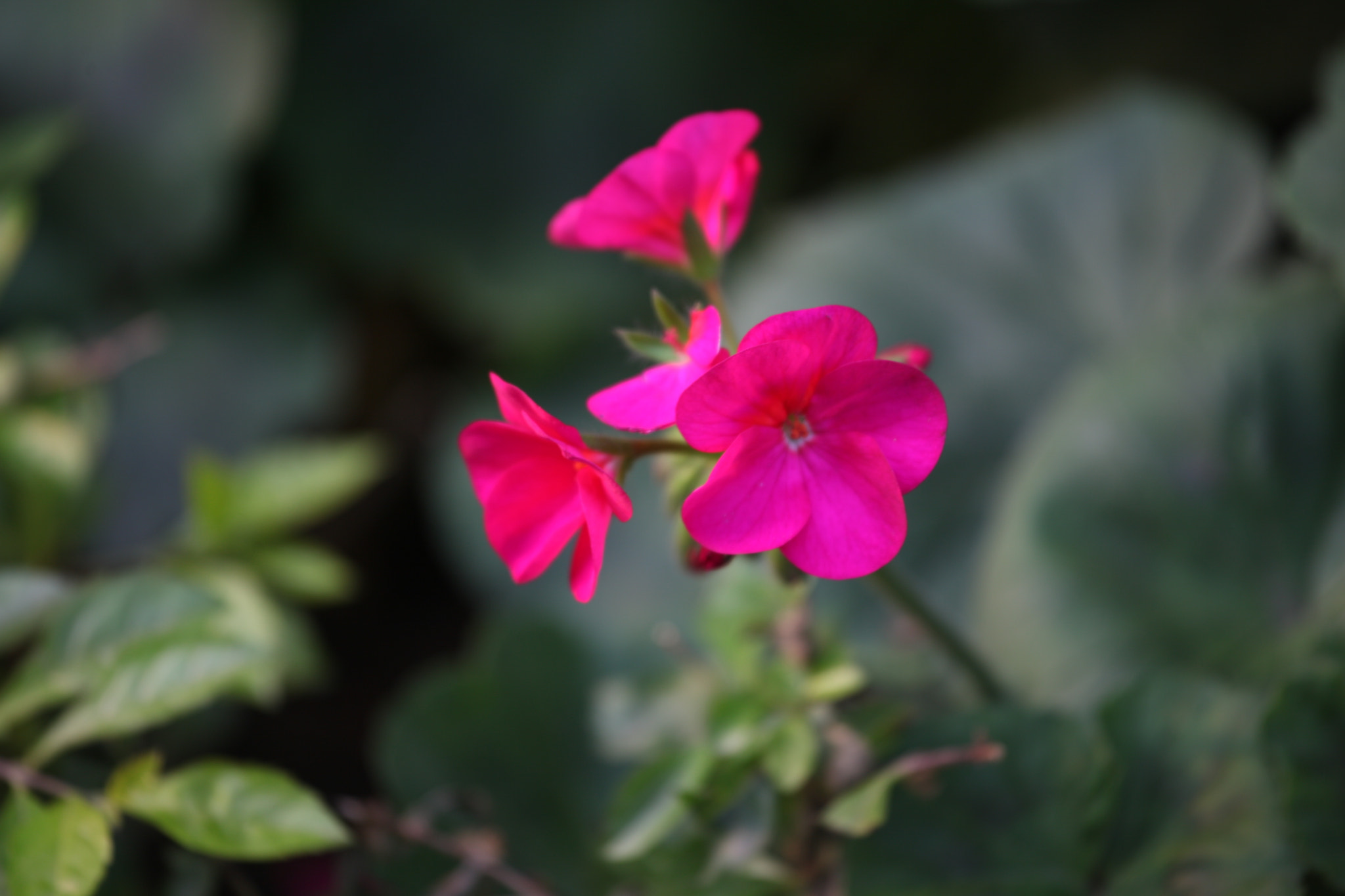 Canon EF 70-200mm F4L IS USM sample photo. Img photography