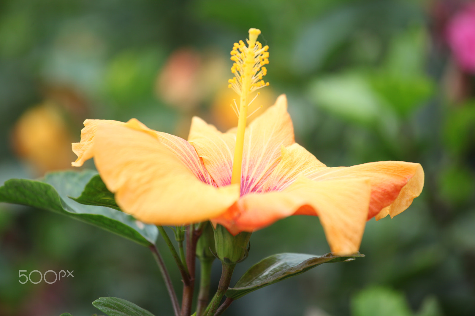 Canon EOS 5D Mark II + Canon EF 70-200mm F4L IS USM sample photo. Tropical flower in winter photography