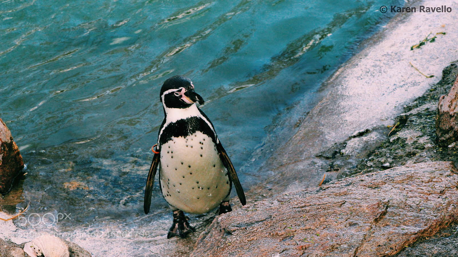 Canon EOS 600D (Rebel EOS T3i / EOS Kiss X5) sample photo. Penguin photography