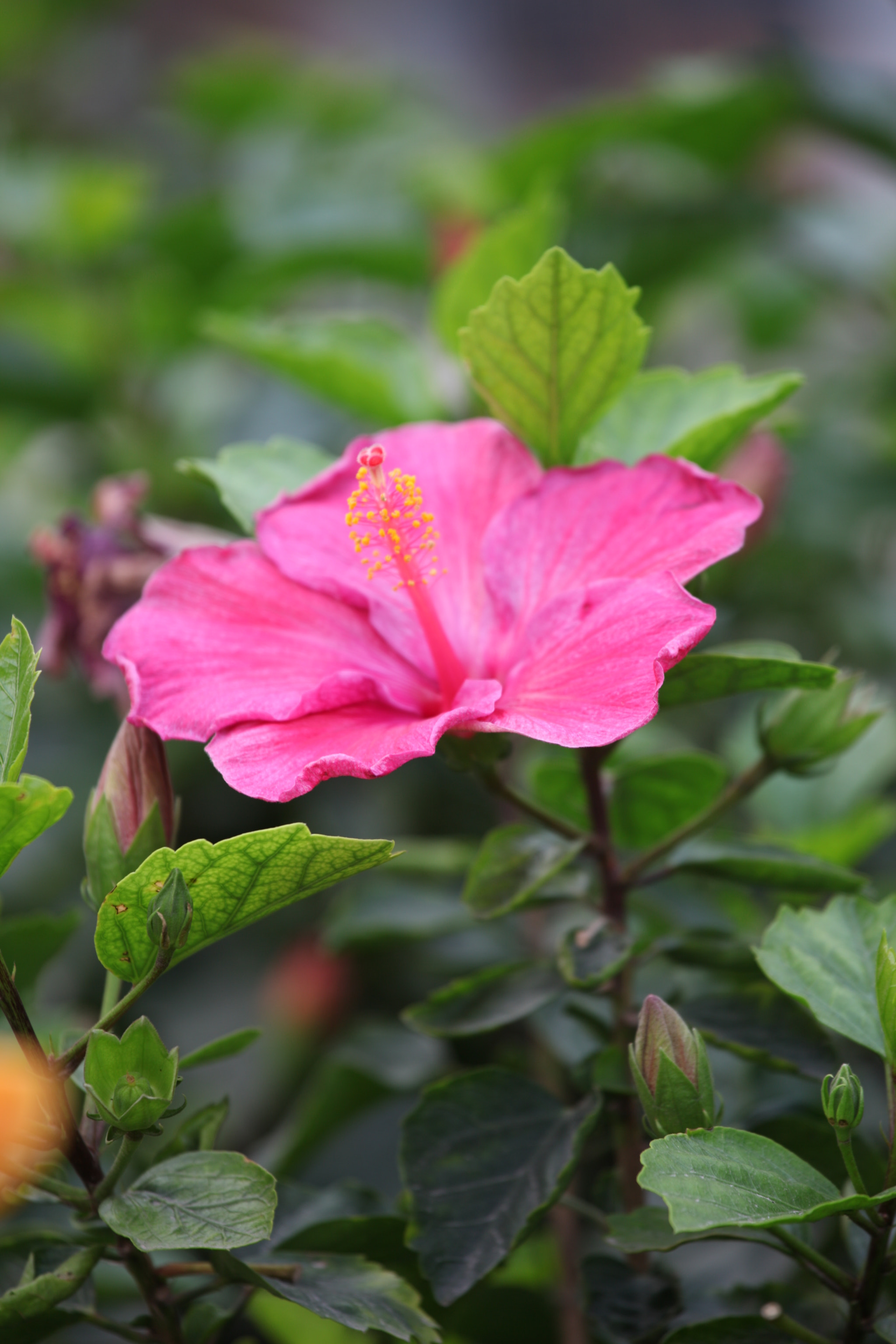 Canon EF 70-200mm F4L IS USM sample photo. Img photography