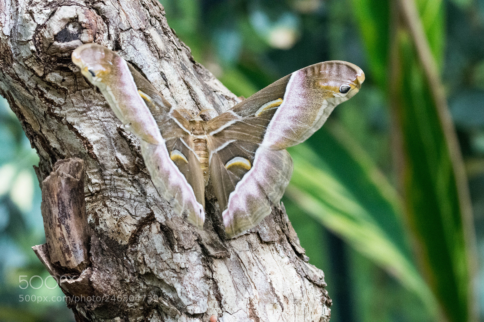 Nikon D7200 sample photo. Moth photography