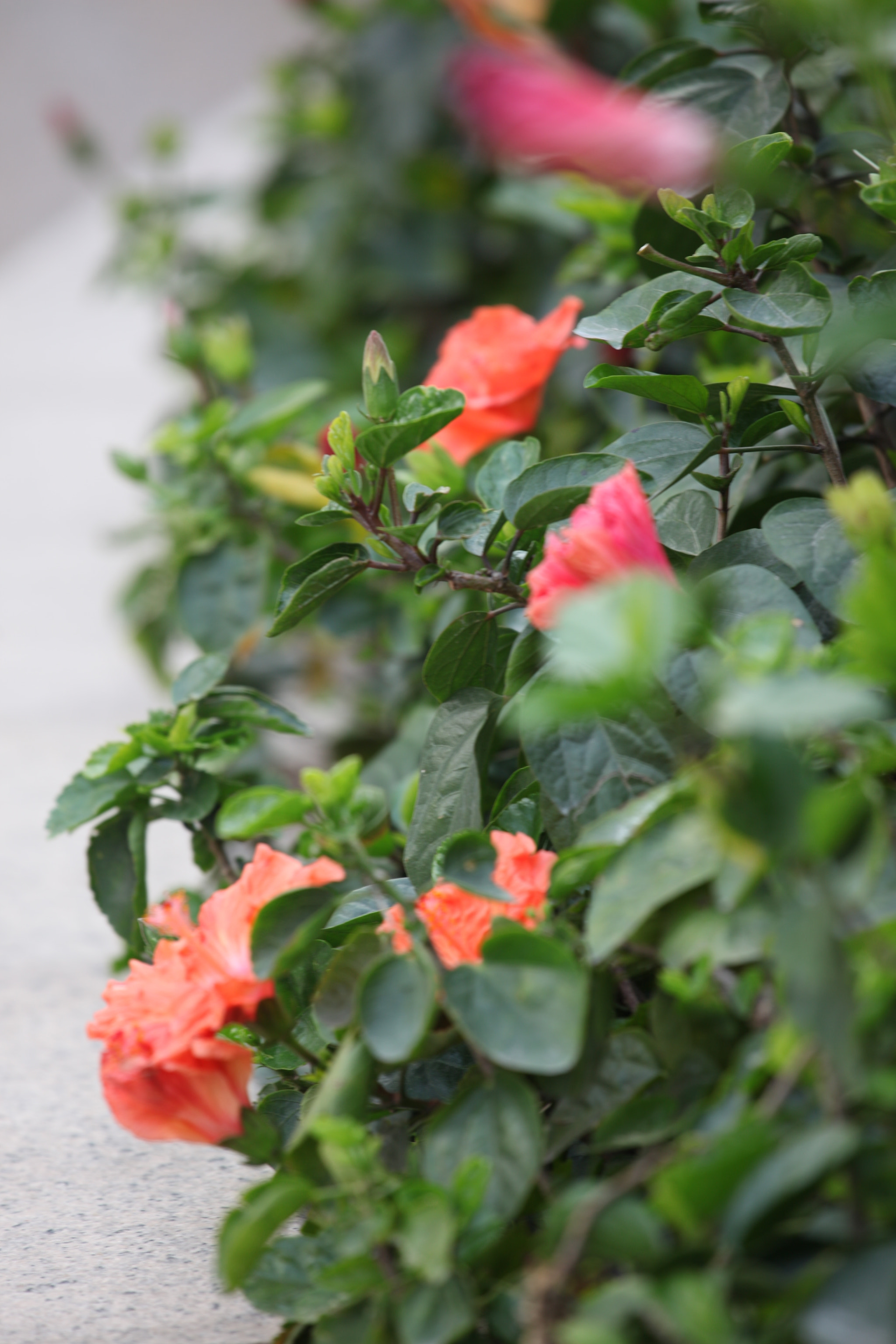 Canon EF 70-200mm F4L IS USM sample photo. Img photography
