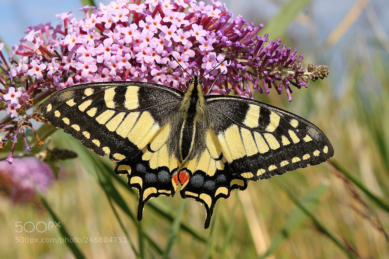 Canon EOS 500D (EOS Rebel T1i / EOS Kiss X3) sample photo. Machaon! photography
