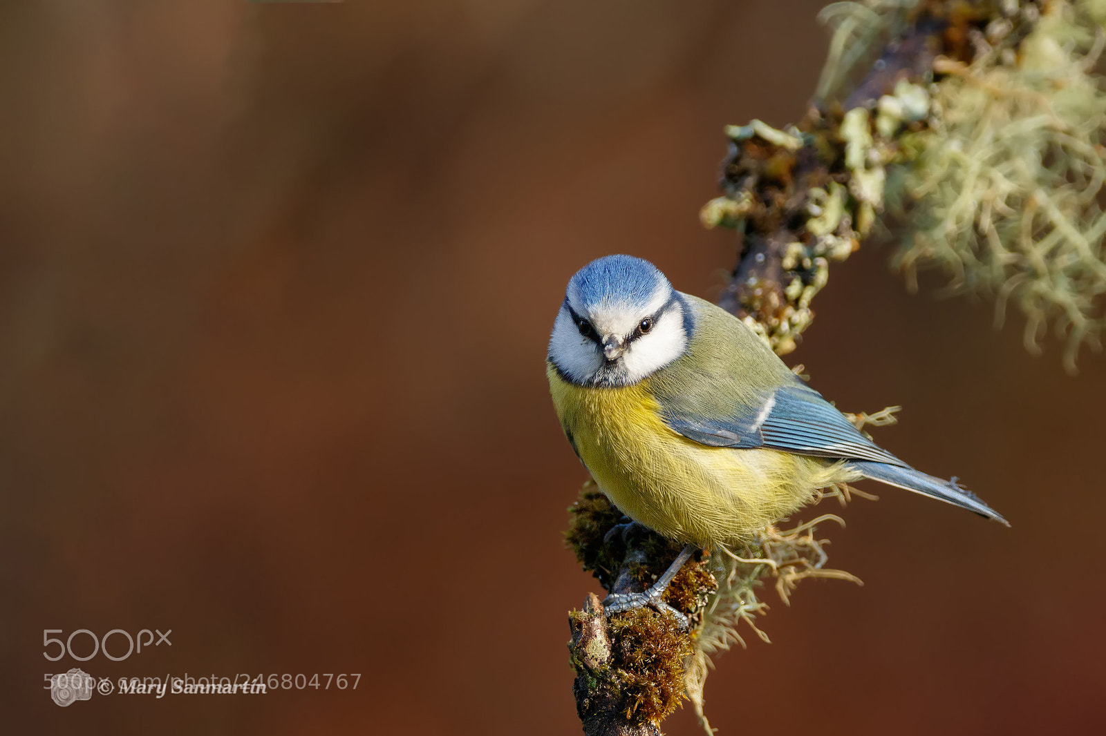 Canon EOS 7D Mark II sample photo. Blue tit photography