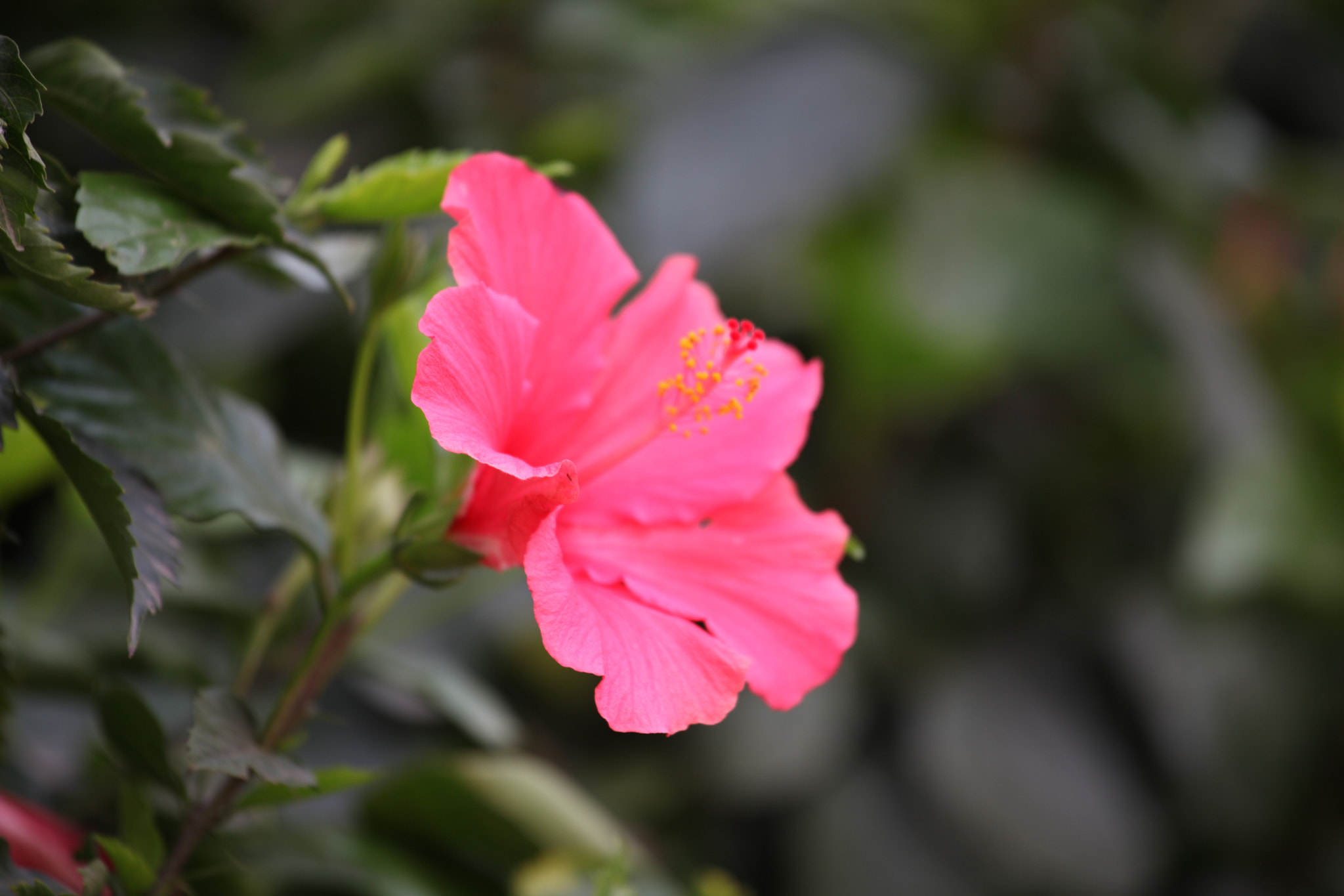 Canon EF 70-200mm F4L IS USM sample photo. Img photography