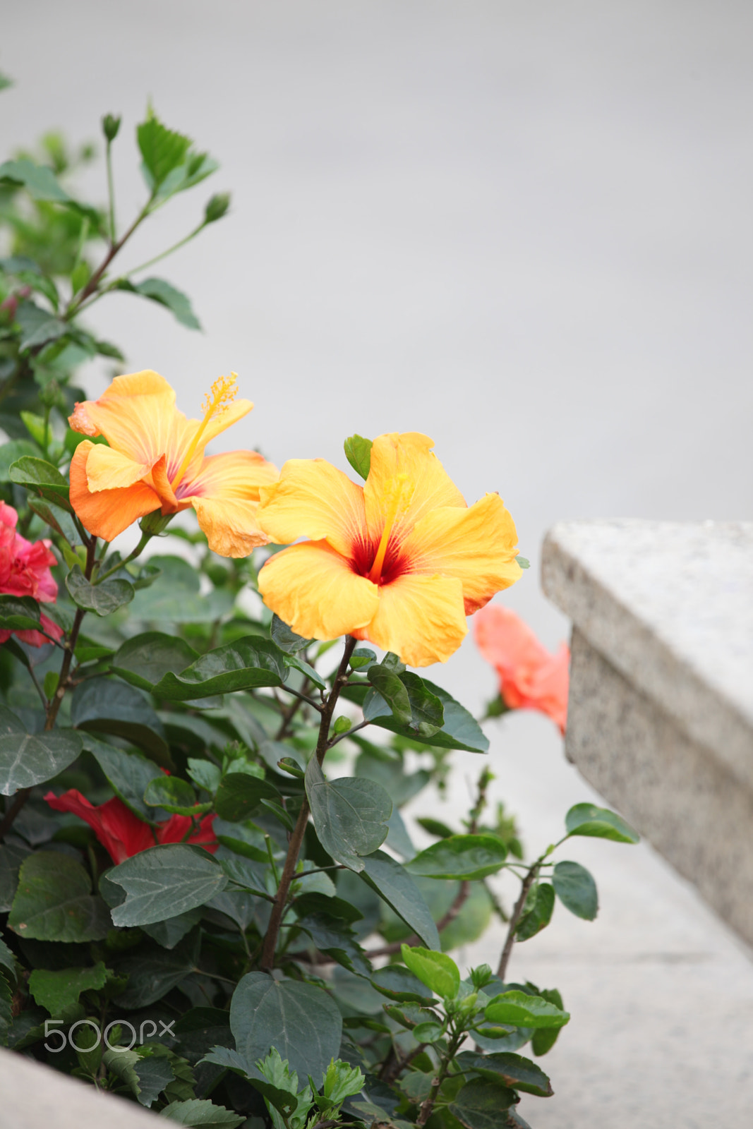 Canon EF 70-200mm F4L IS USM sample photo. Flower in the middle photography