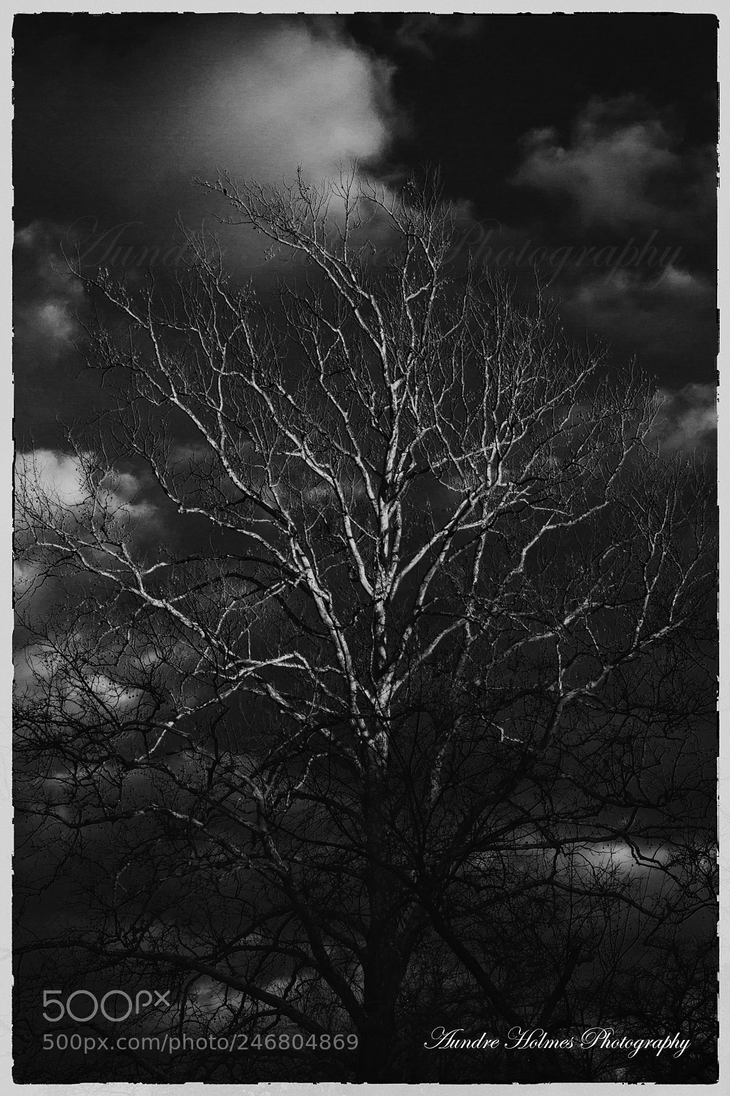 Canon EOS 7D sample photo. Winter selenium tree photography