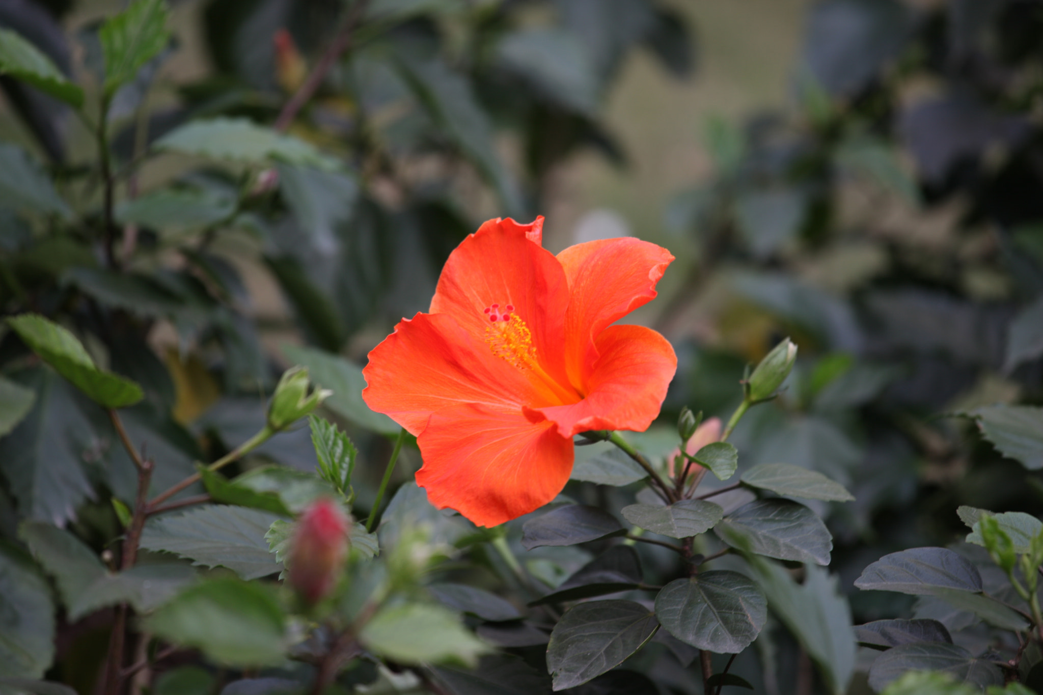 Canon EF 70-200mm F4L IS USM sample photo. Img photography