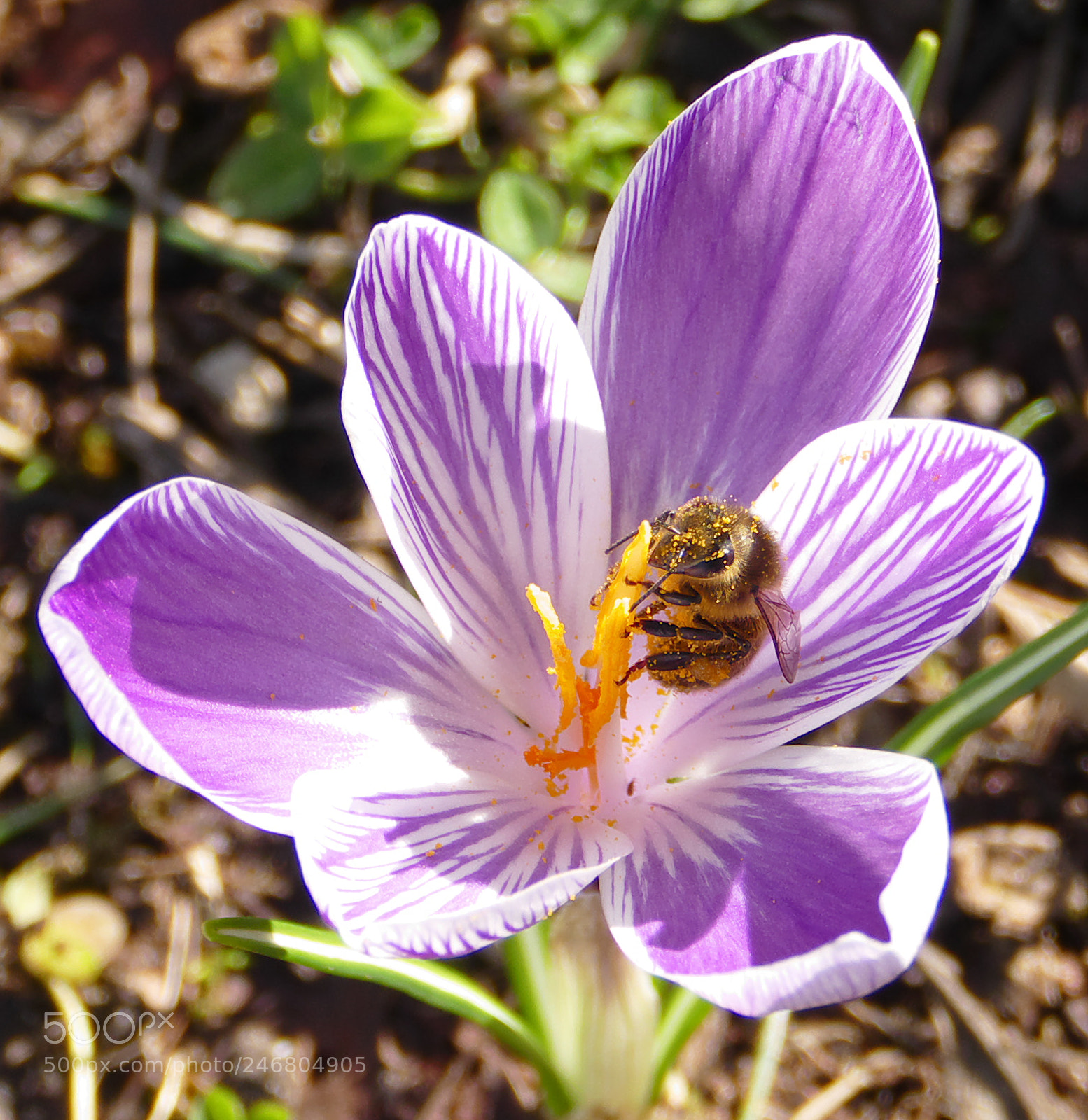 Panasonic Lumix DMC-FZ1000 sample photo. Crocus guest photography