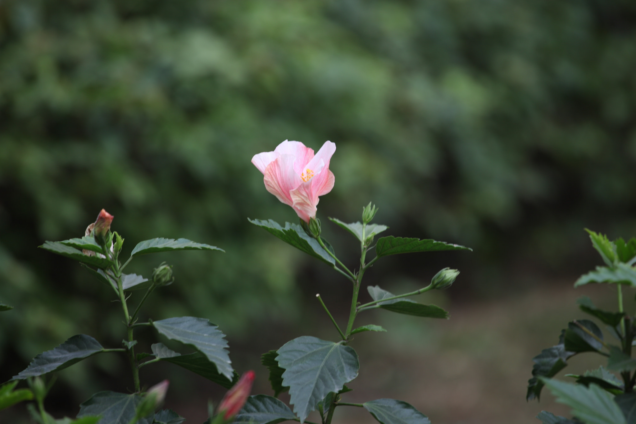 Canon EF 70-200mm F4L IS USM sample photo. Img photography
