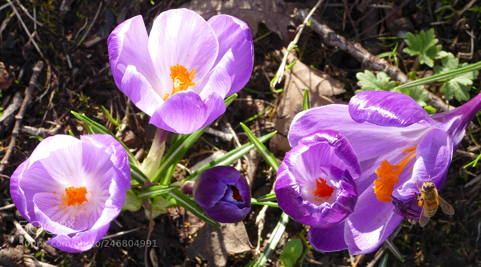 Panasonic Lumix DMC-FZ1000 sample photo. Purple crocuses with a photography