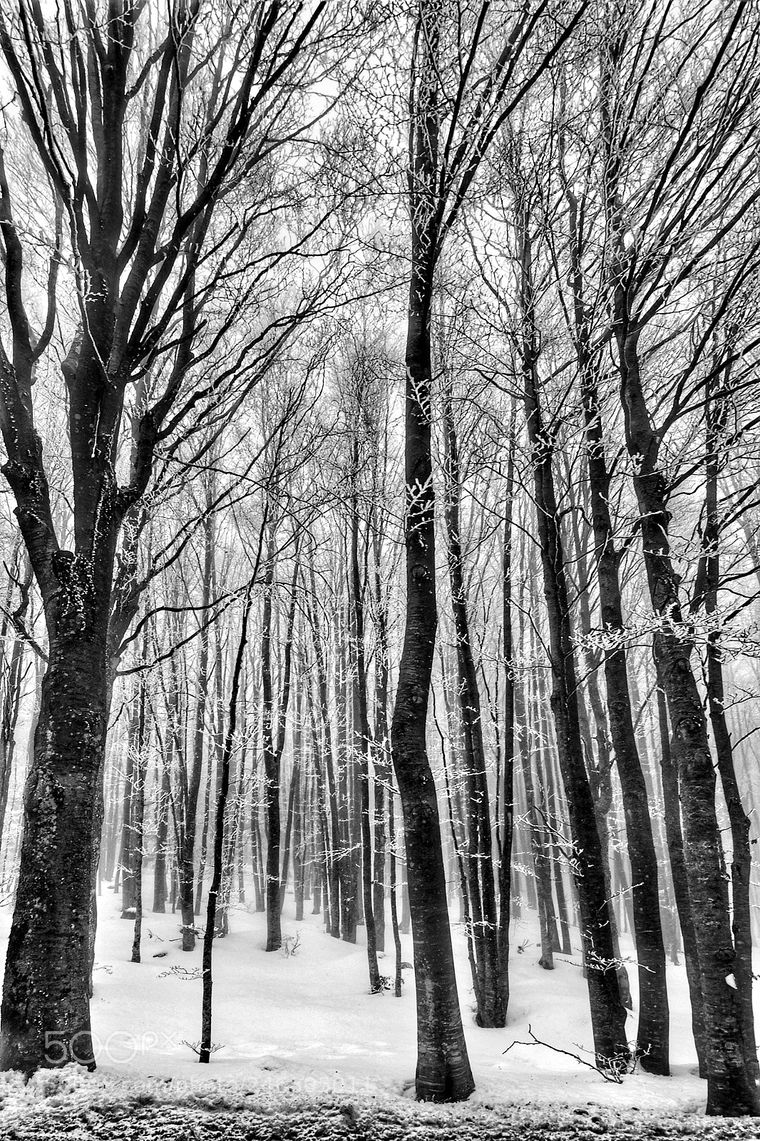 Olympus OM-D E-M5 sample photo. Icy wood photography