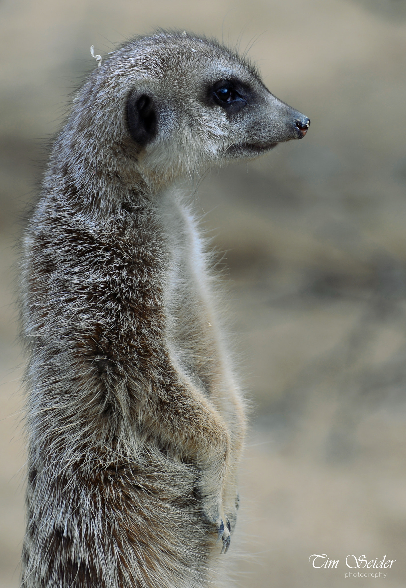 Nikon D610 sample photo. Meerkat photography