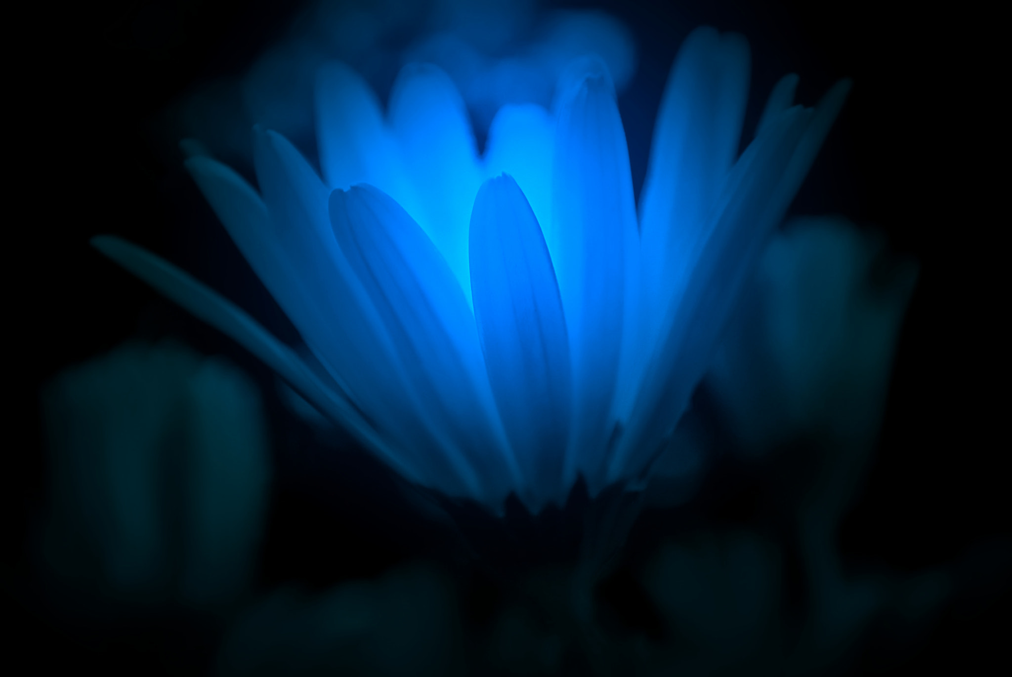 Nikon 1 J2 sample photo. Blue daisy photography