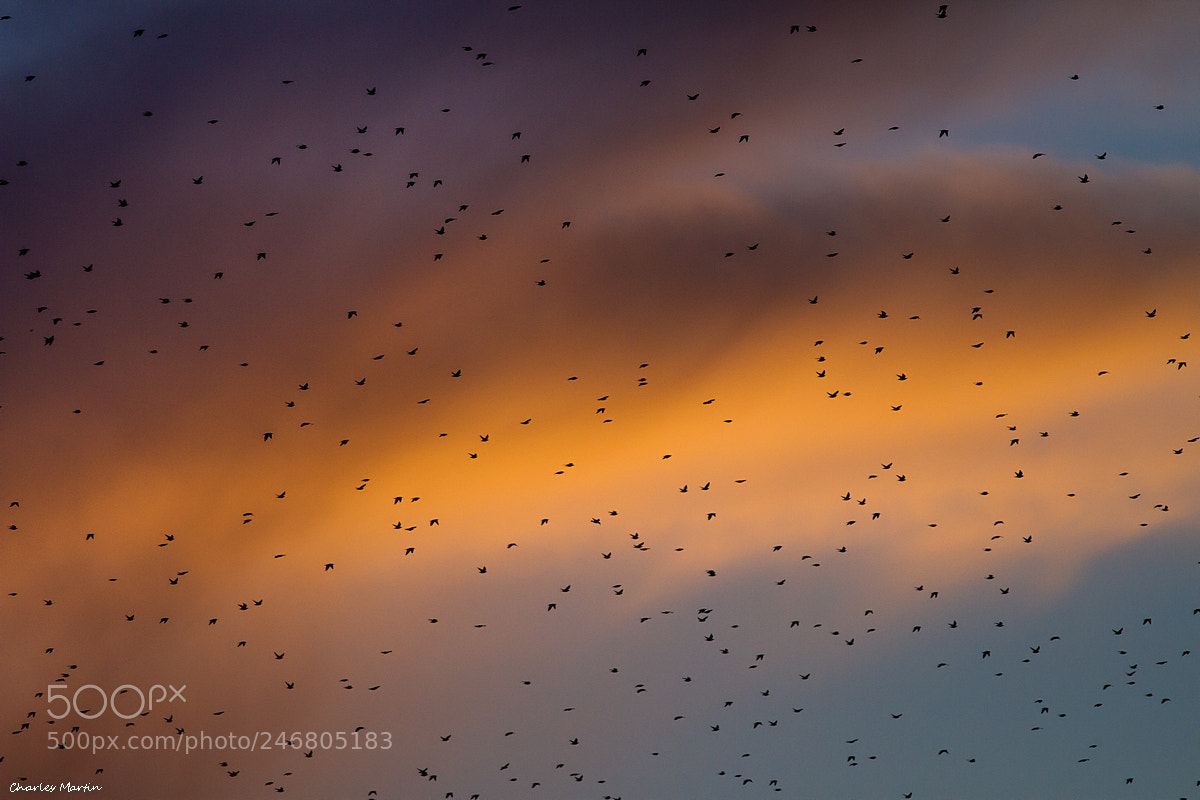 Canon EOS 7D sample photo. Etourneau sansonnet (sturnus vulgaris) photography
