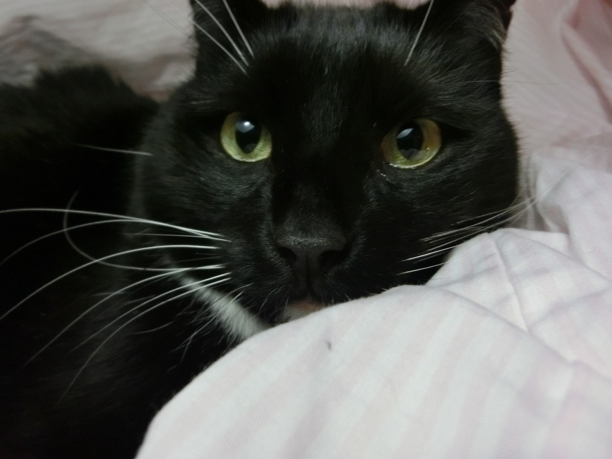 CASIO EX-ZR300 sample photo. Cleo the cat photography