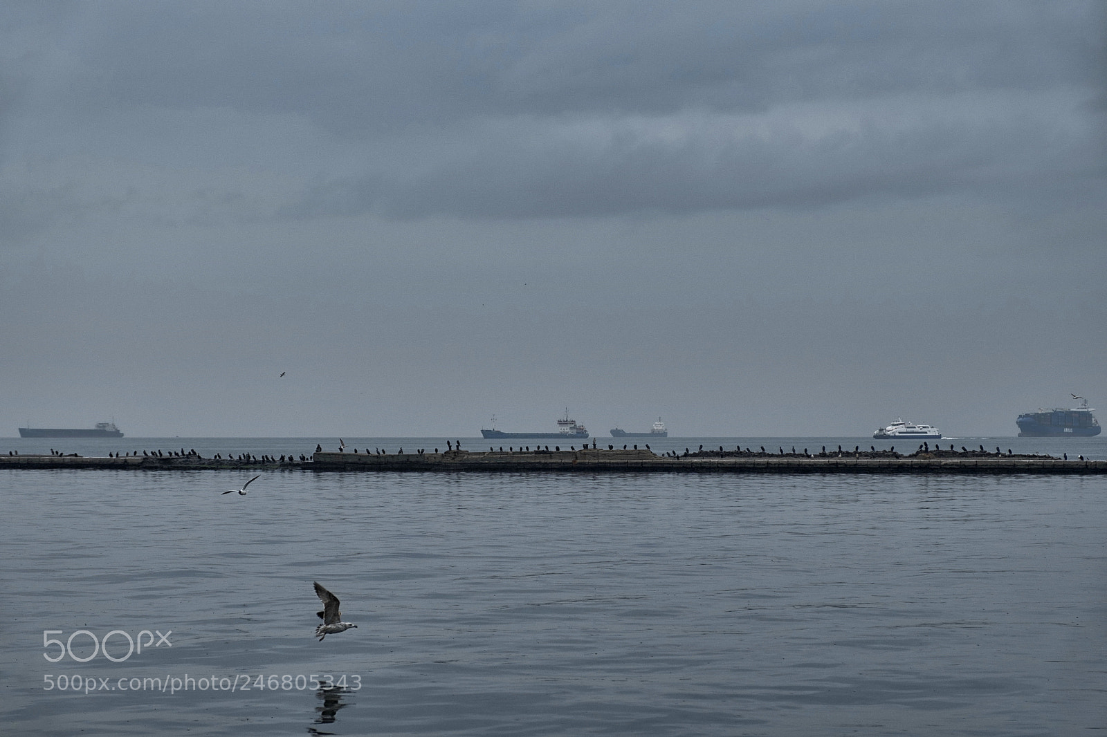 Fujifilm X-T2 sample photo. Birds and ships dscf9391-2.jpg photography
